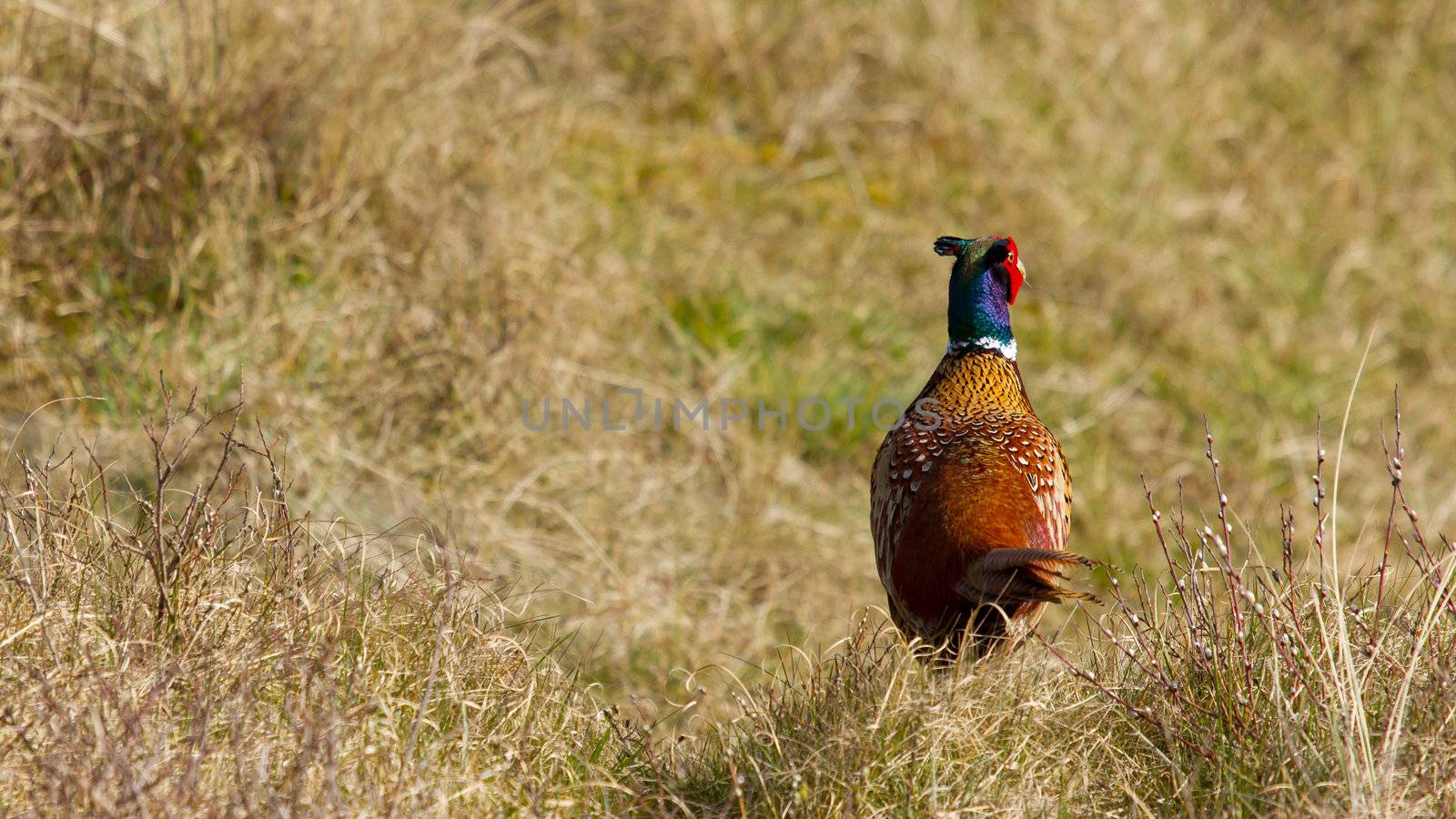 A common Pheasant in it's natural habitat