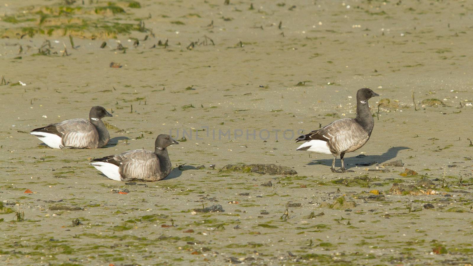 Three Brent geese at the sea during lowtide