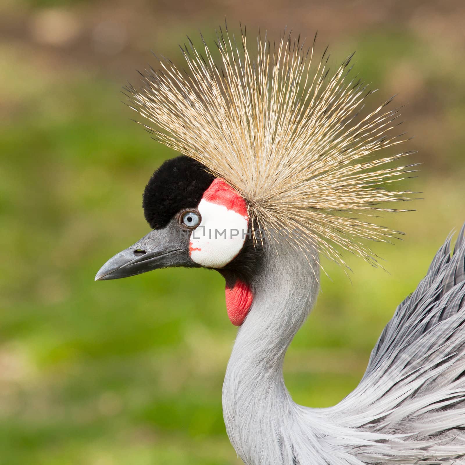 A crowned crane by michaklootwijk