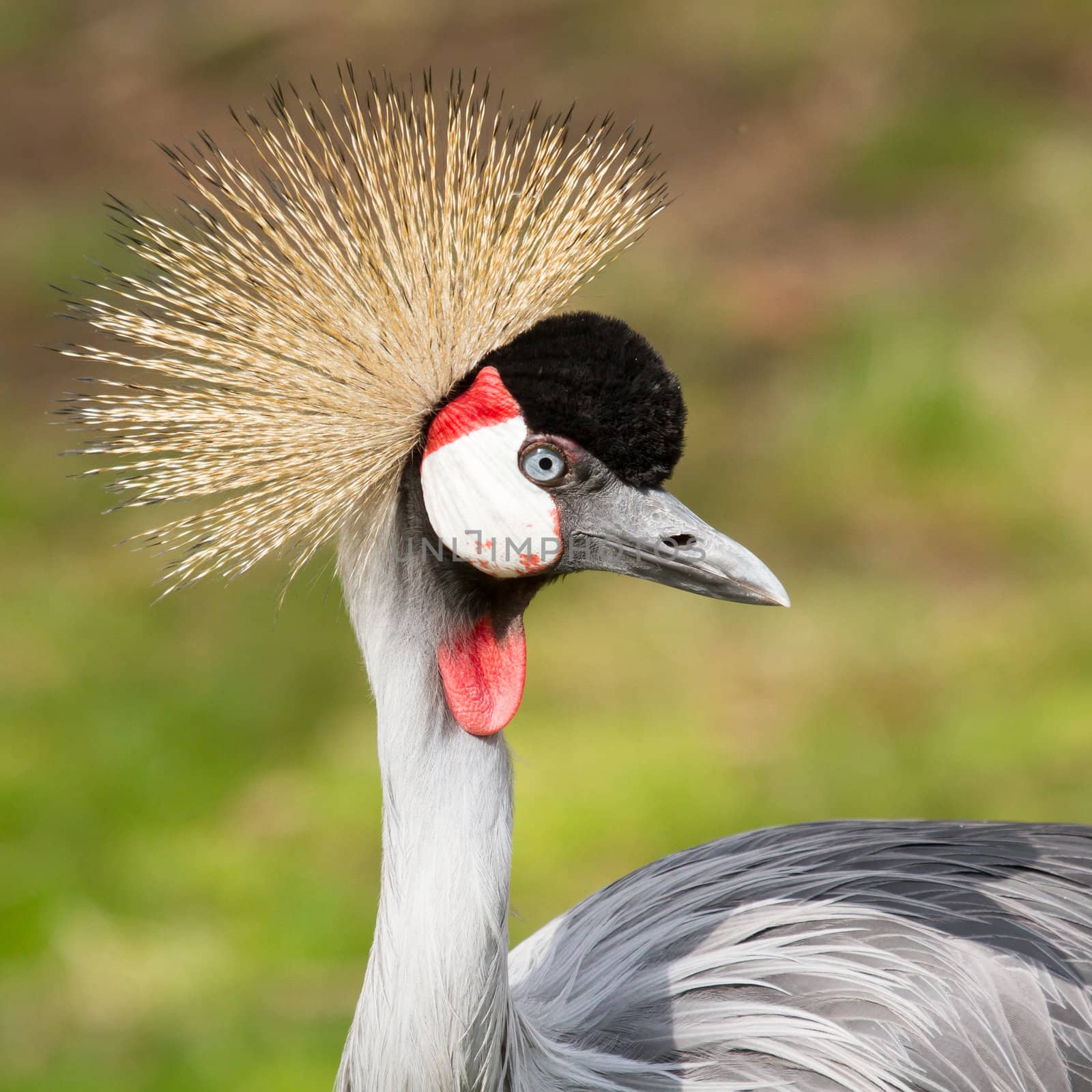 A crowned crane by michaklootwijk