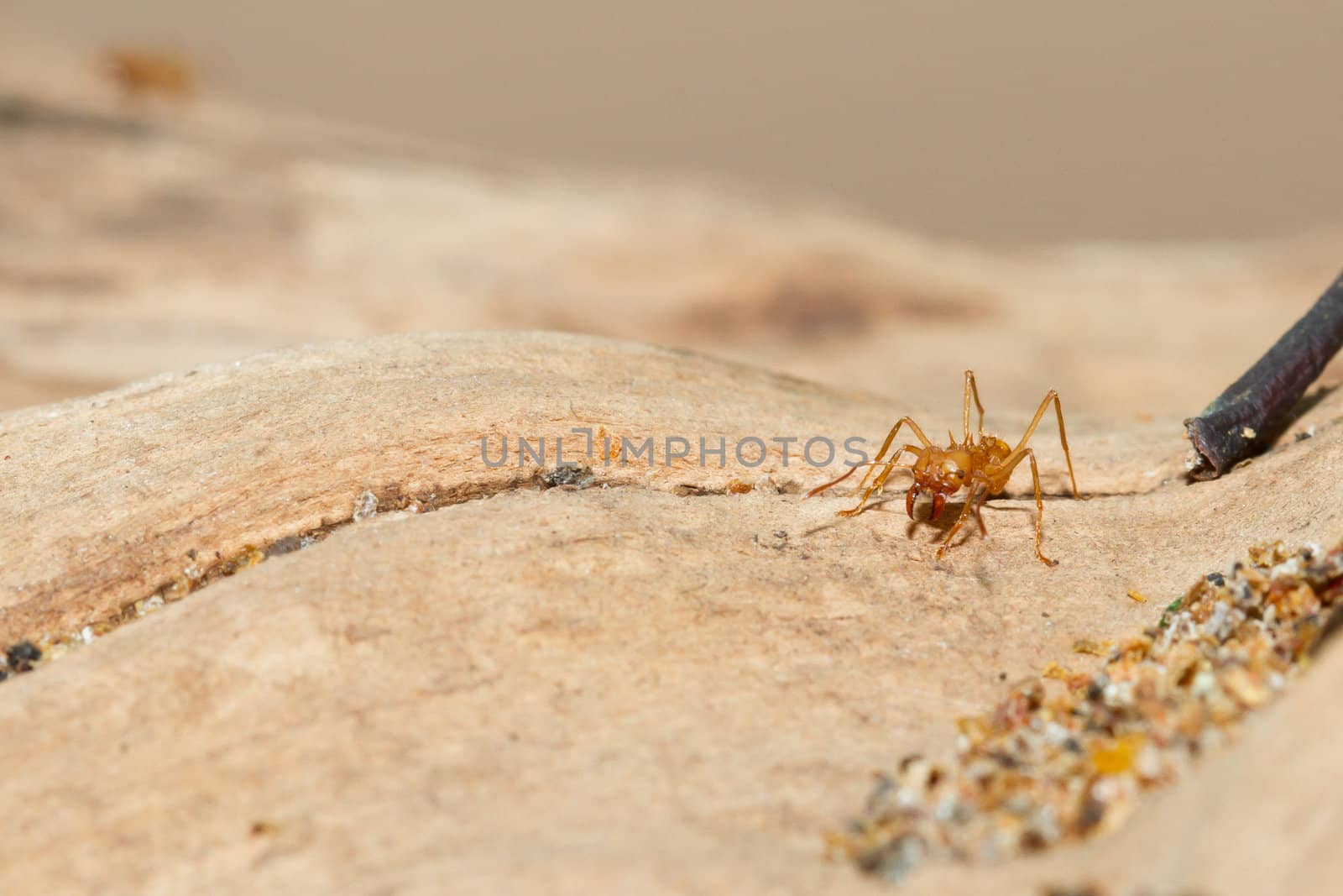 A leaf cutter ant in a dutch zoo