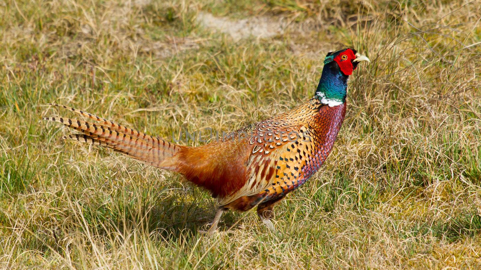 A common Pheasant in it's natural habitat