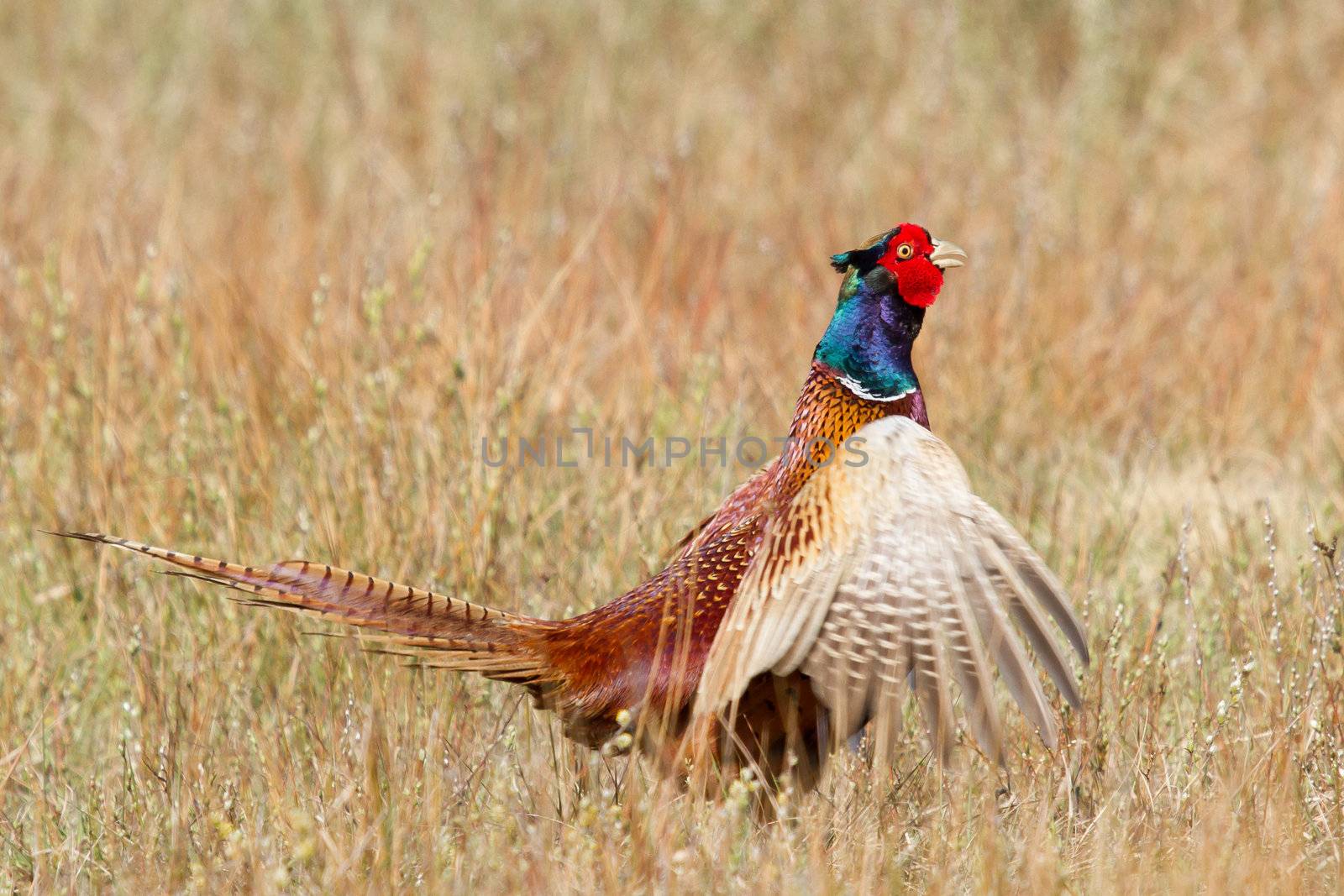 A common Pheasant in it's natural habitat