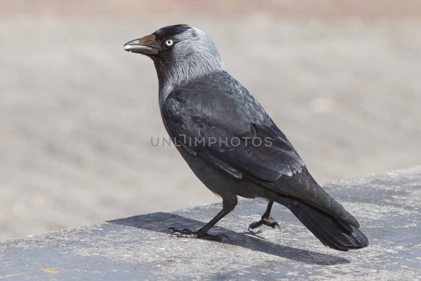 A daw is eating a small white stonelike object