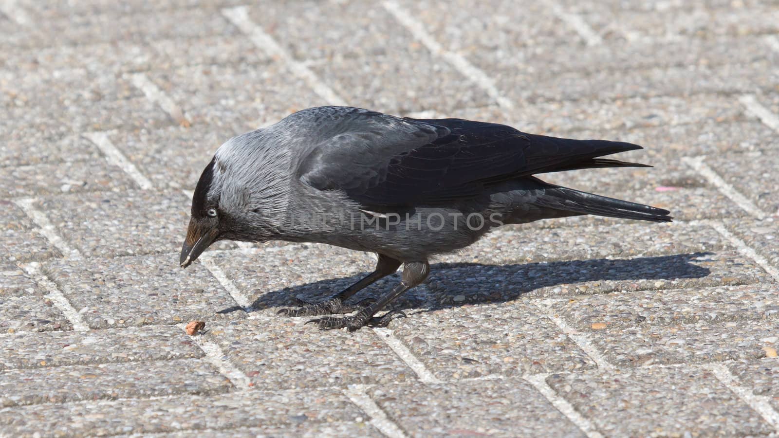 A daw is eating a piece of bread