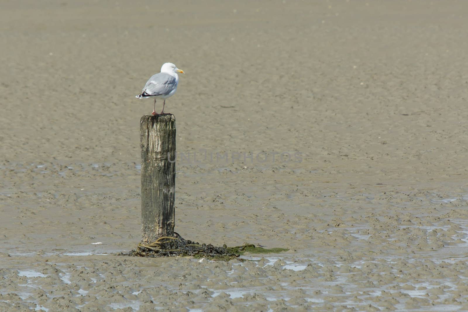 A herring gull on a pole during lowtide