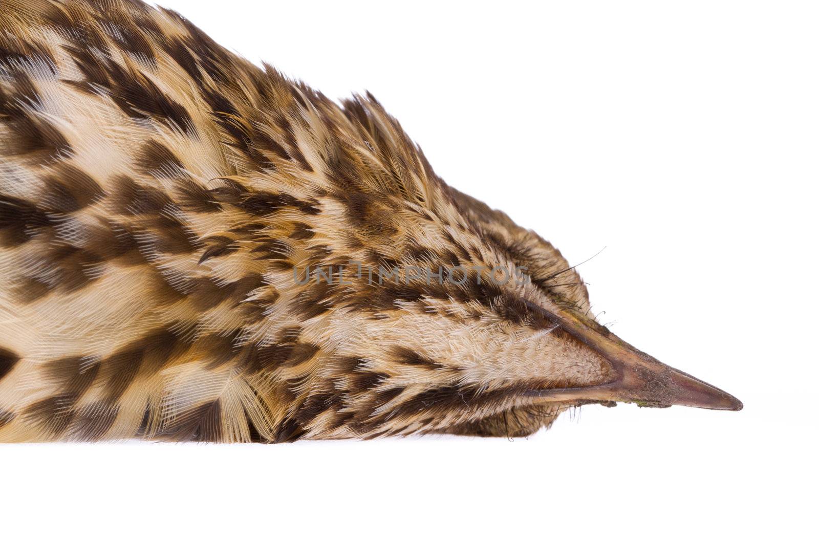 Dead song thrush on a white background