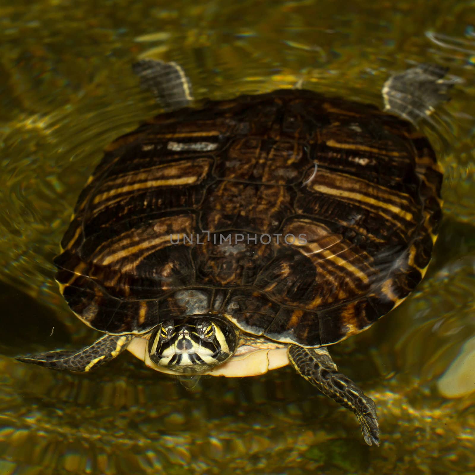 A European pond terrapin is swimming in a pond