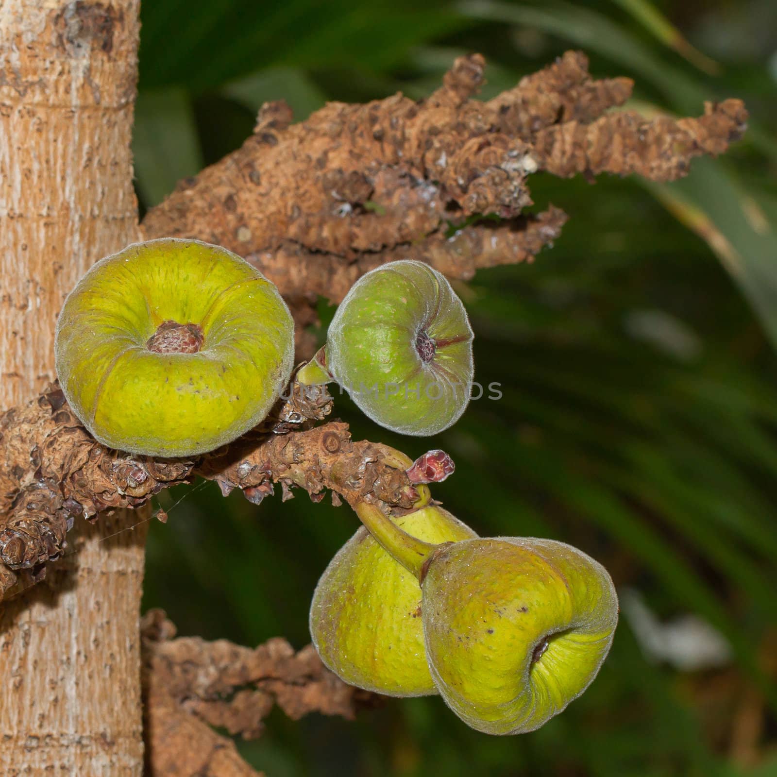 Green figs hanging on a large tree