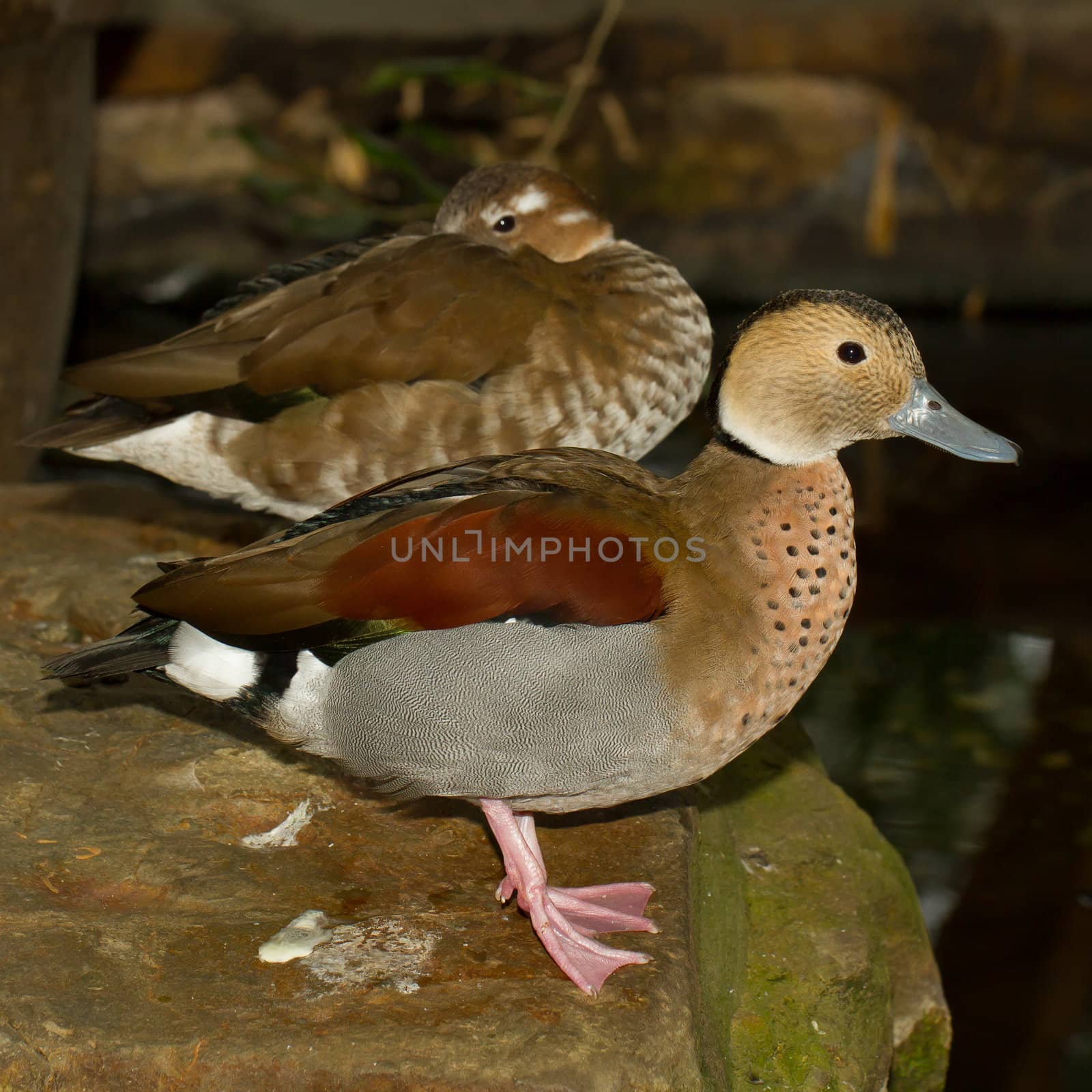 A colorful tropical duck by michaklootwijk