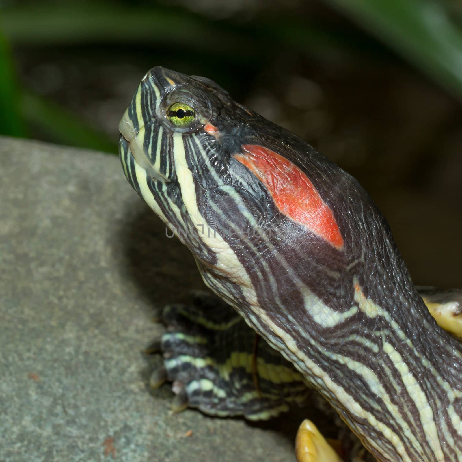 A European pond terrapin by michaklootwijk