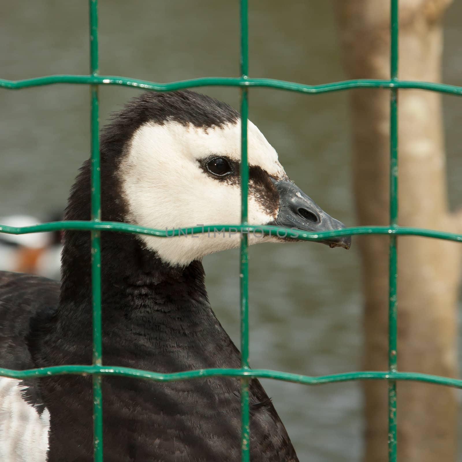 Barnacle goose in captivity by michaklootwijk