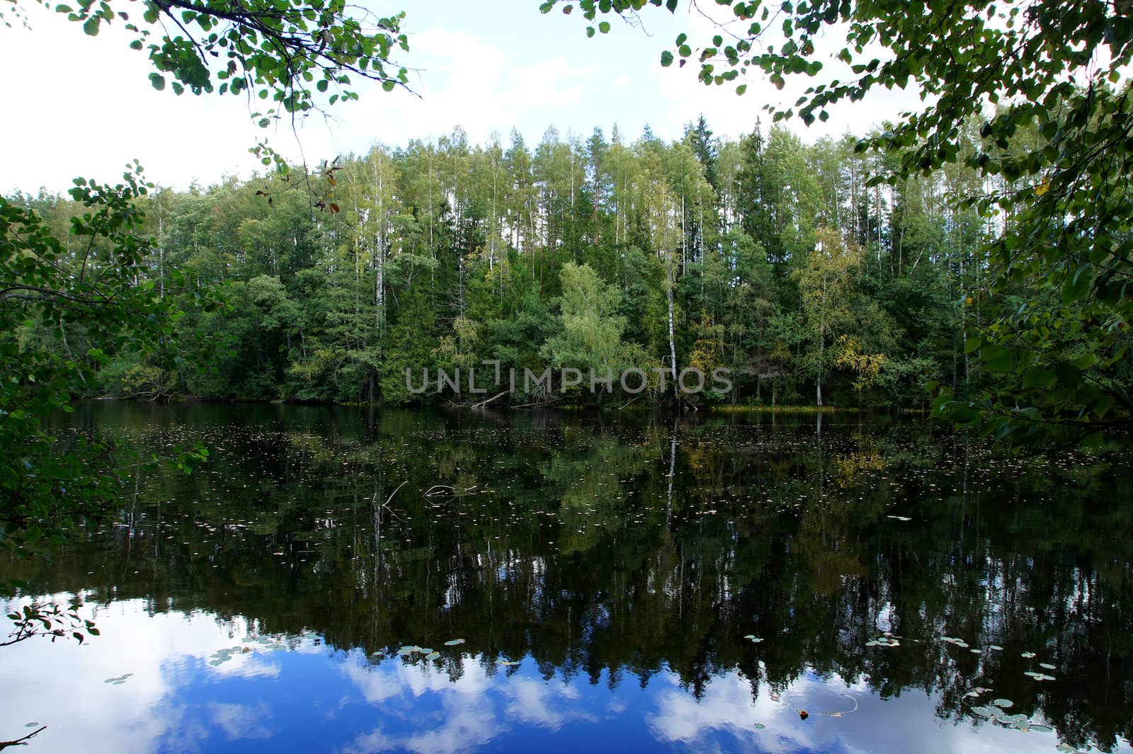 Green forest and its reflection in water