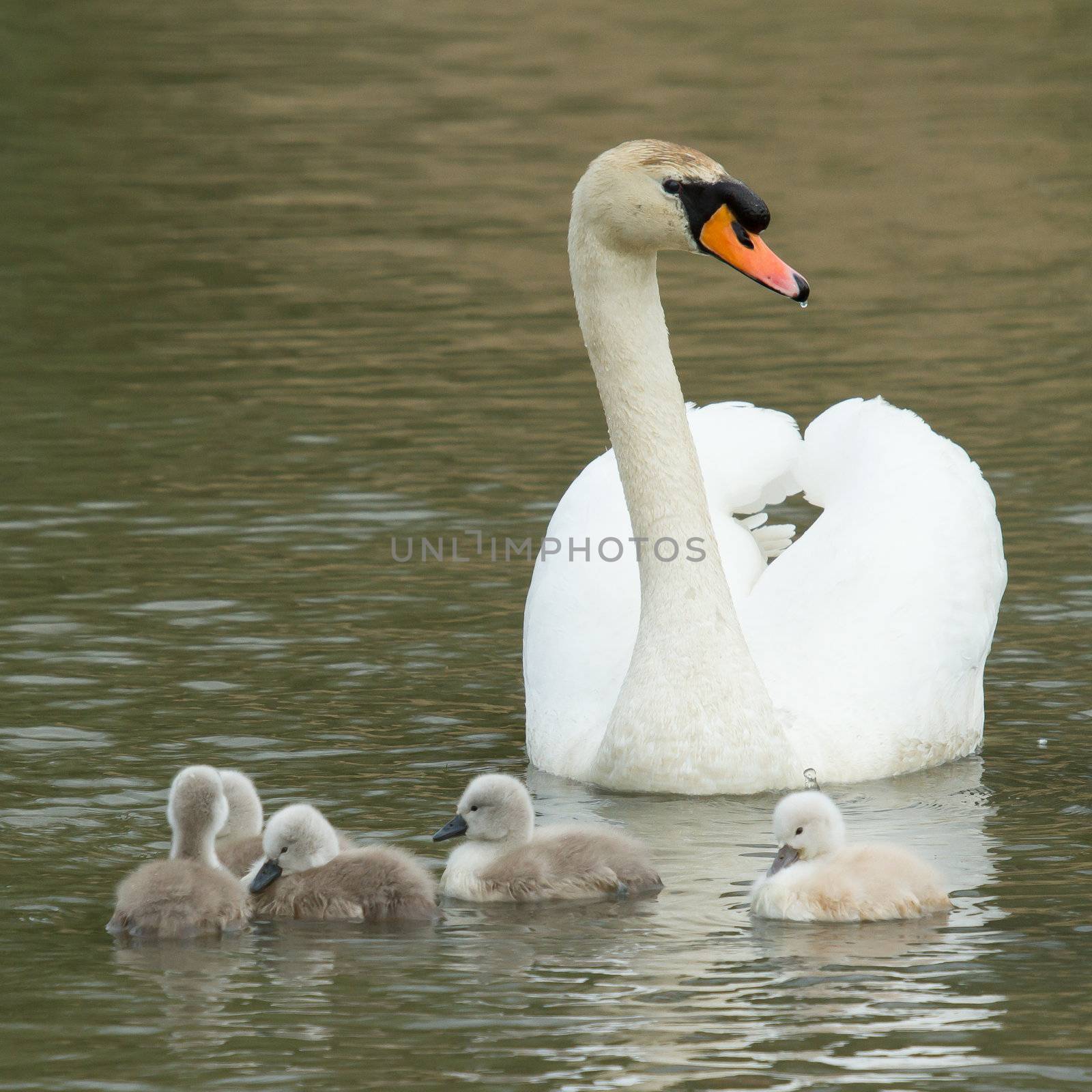 Cygnets are swimming in the water by michaklootwijk