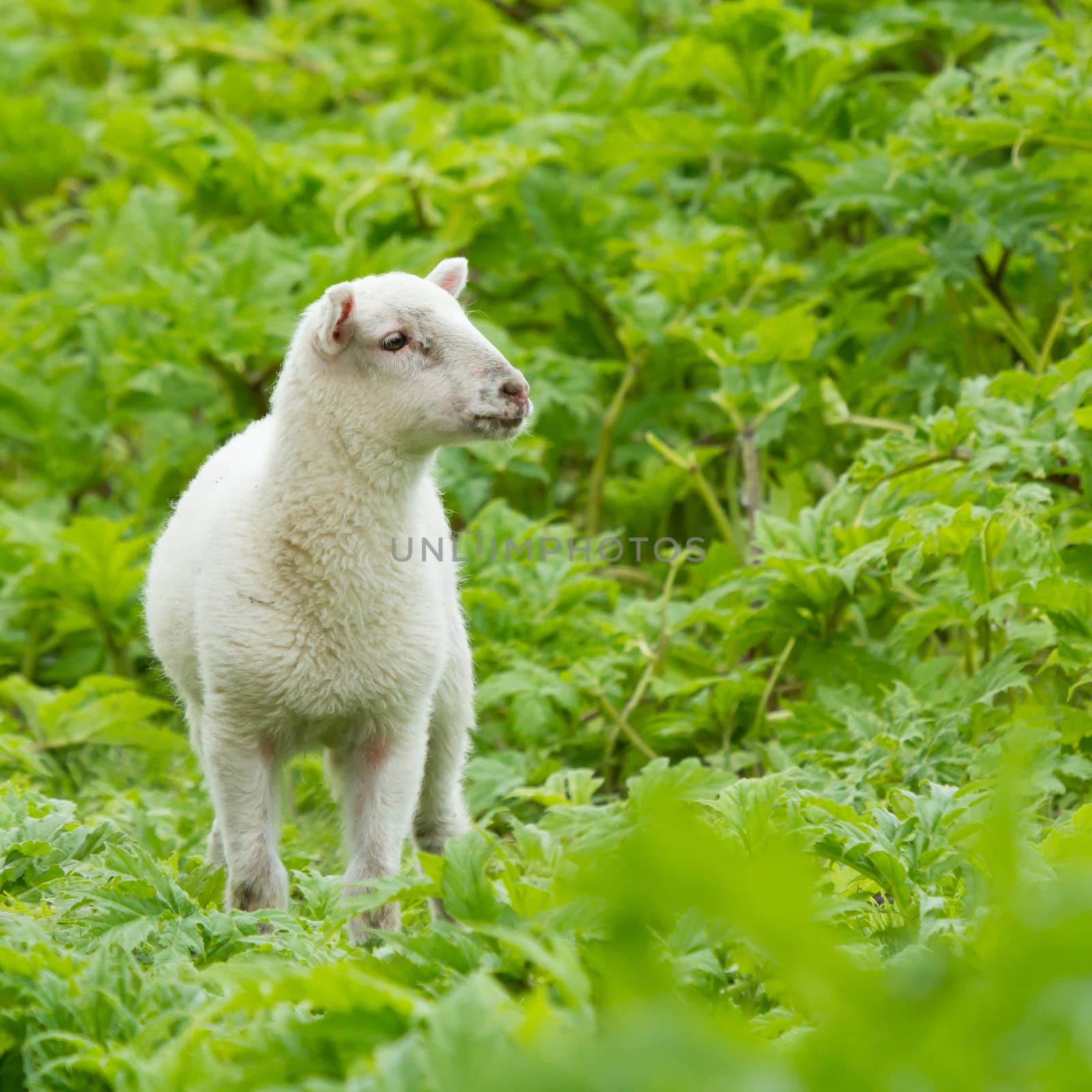 Little lamb in a wild green field