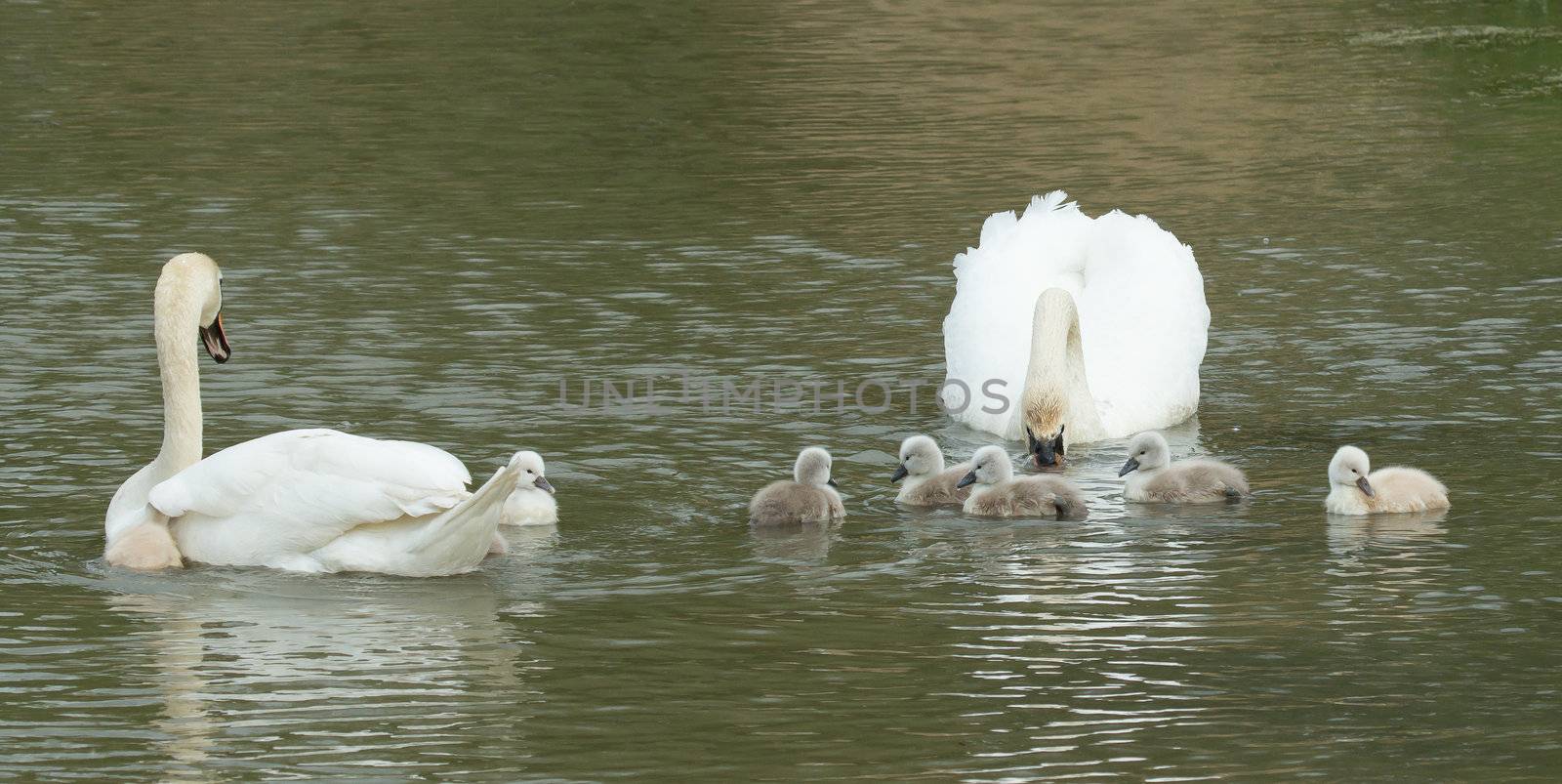 Cygnets are swimming in the water by michaklootwijk