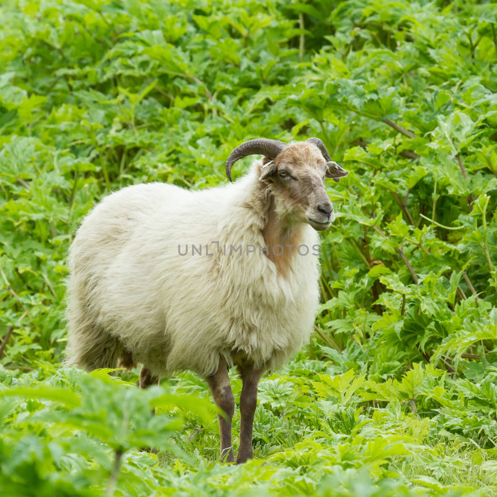 Old sheep by michaklootwijk