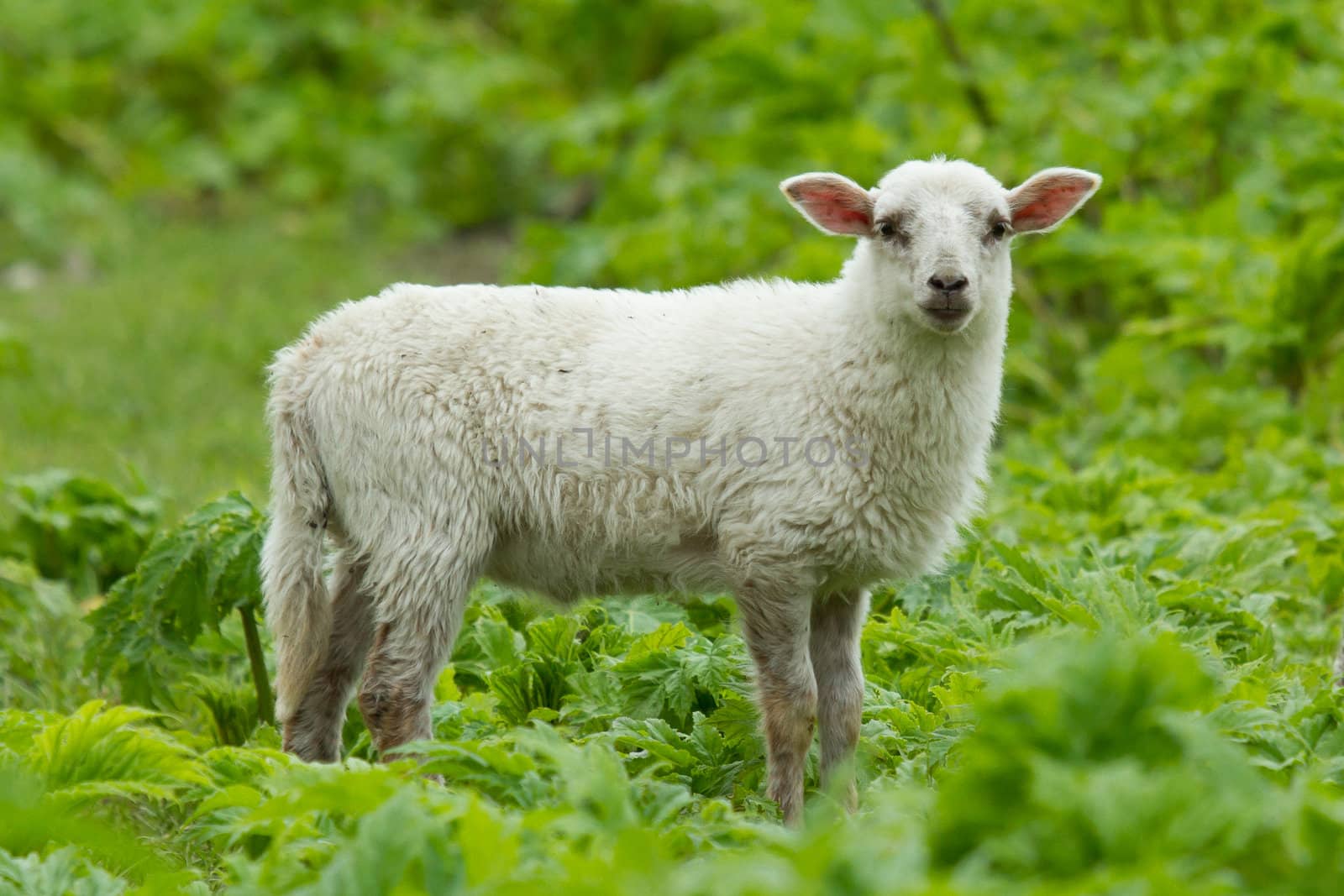 Little lamb in a wild green field