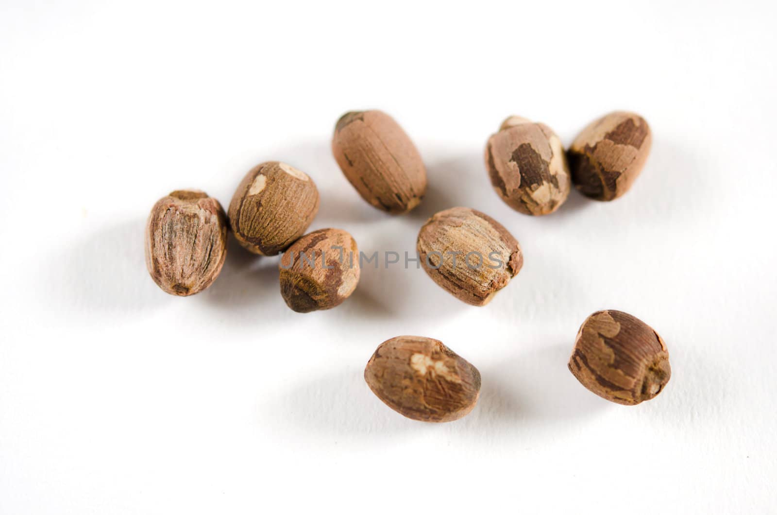 dry red lotus seed over white