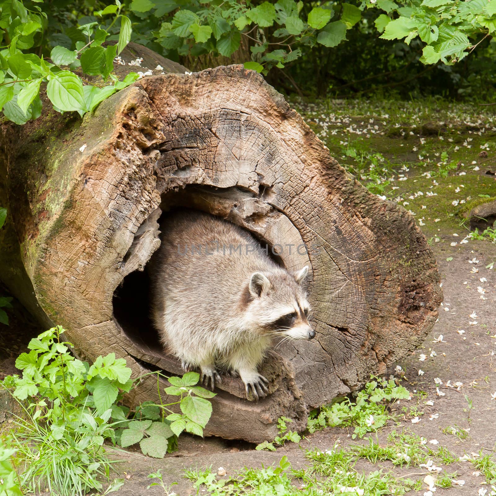 Adult raccoon at his nest by michaklootwijk