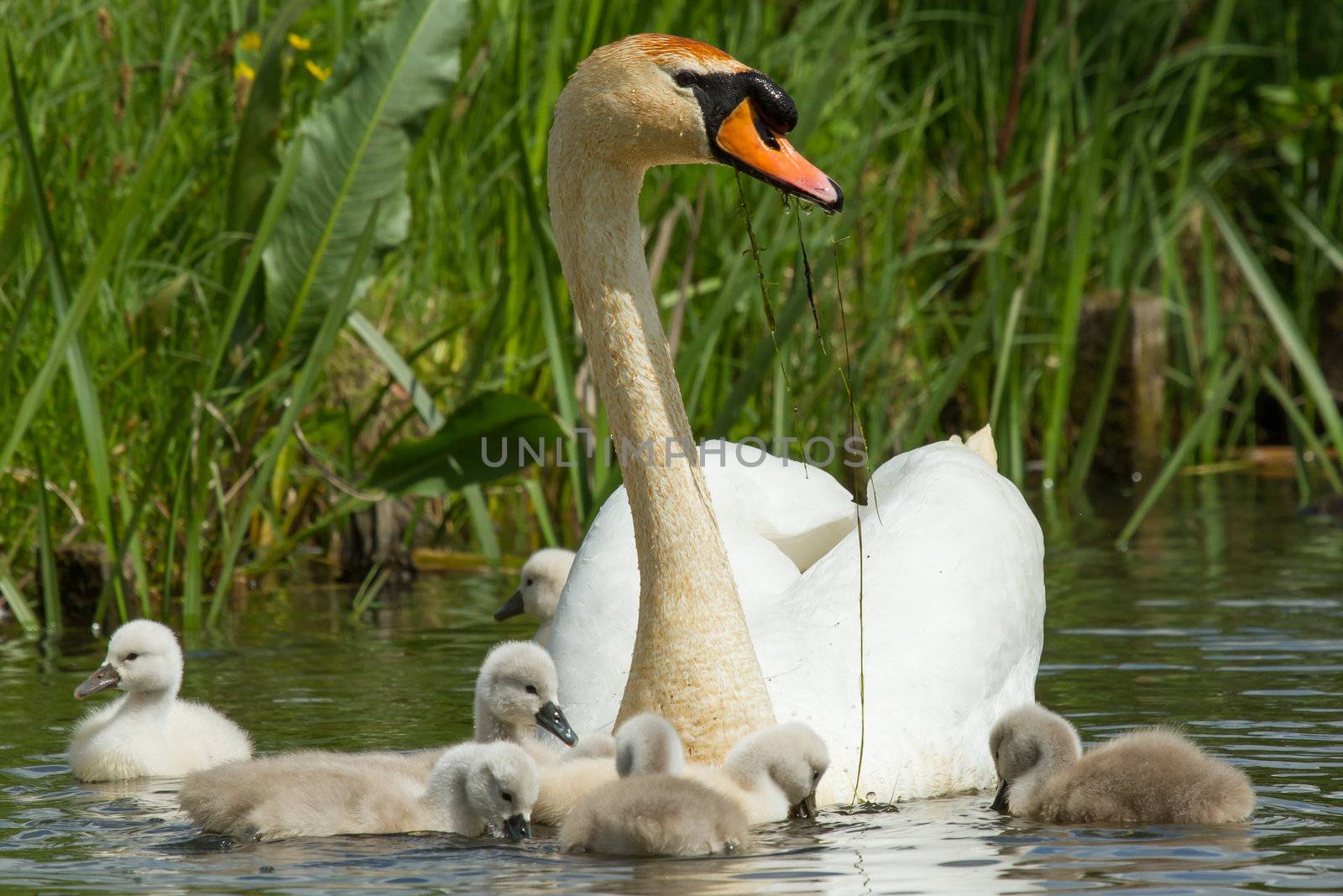 Cygnet are swimming by michaklootwijk