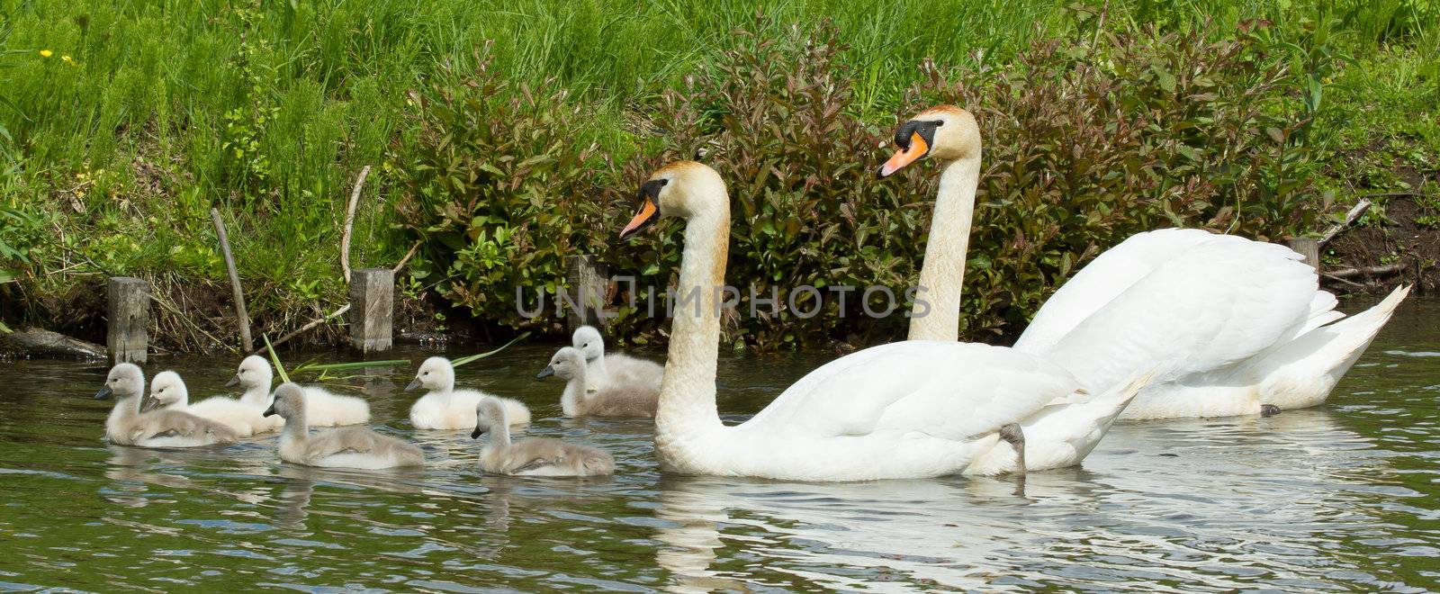 Cygnet are swimming by michaklootwijk