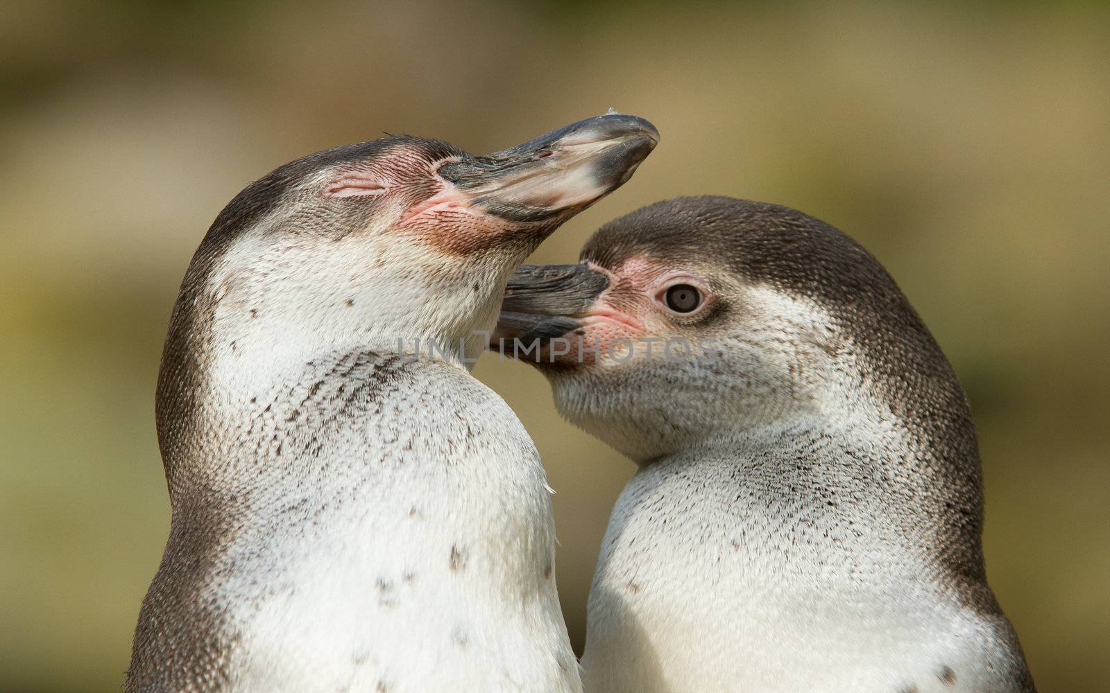 Close-up of a humboldt penguin in a dutch zoo