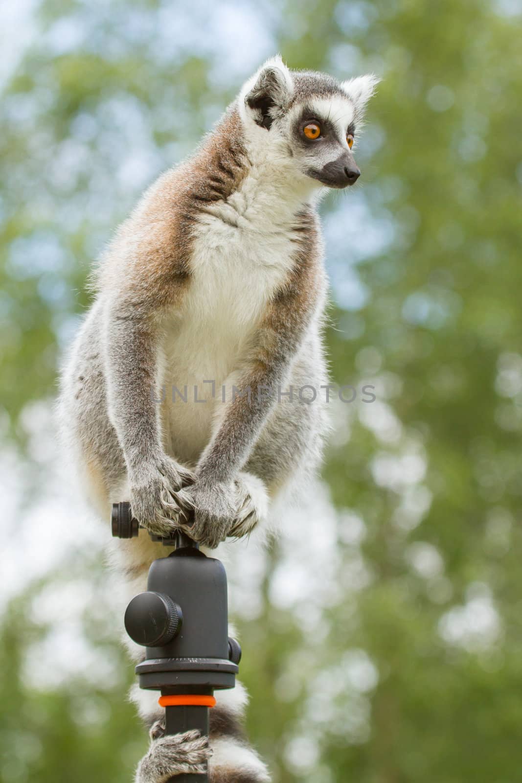 Ring-tailed lemur in captivity, sitting on a photographers tripod