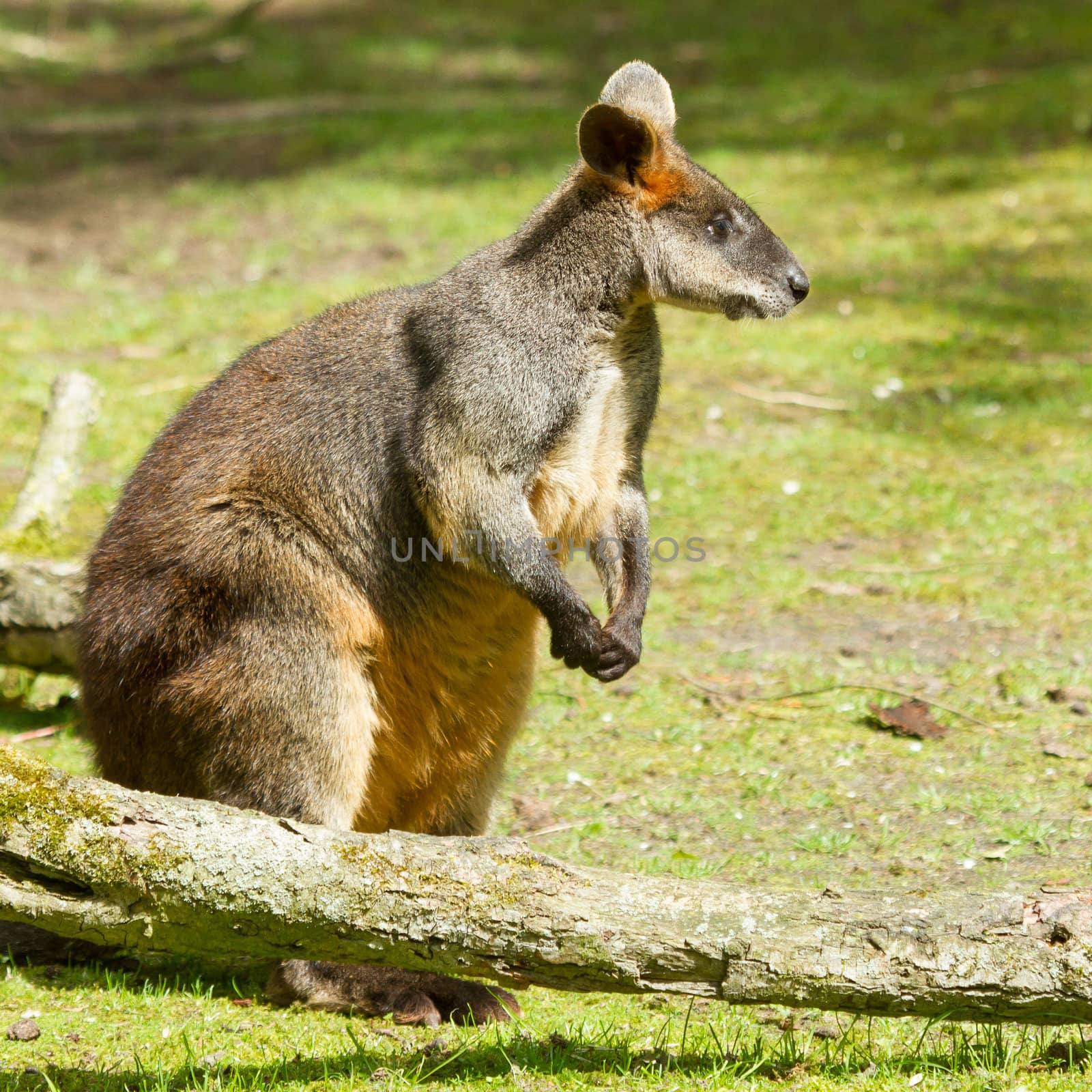 Close-up of a swamp wallaby in a dutch zoo