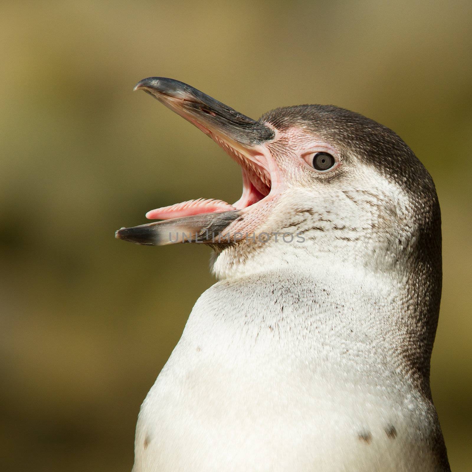 Close-up of a humboldt penguin in a dutch zoo