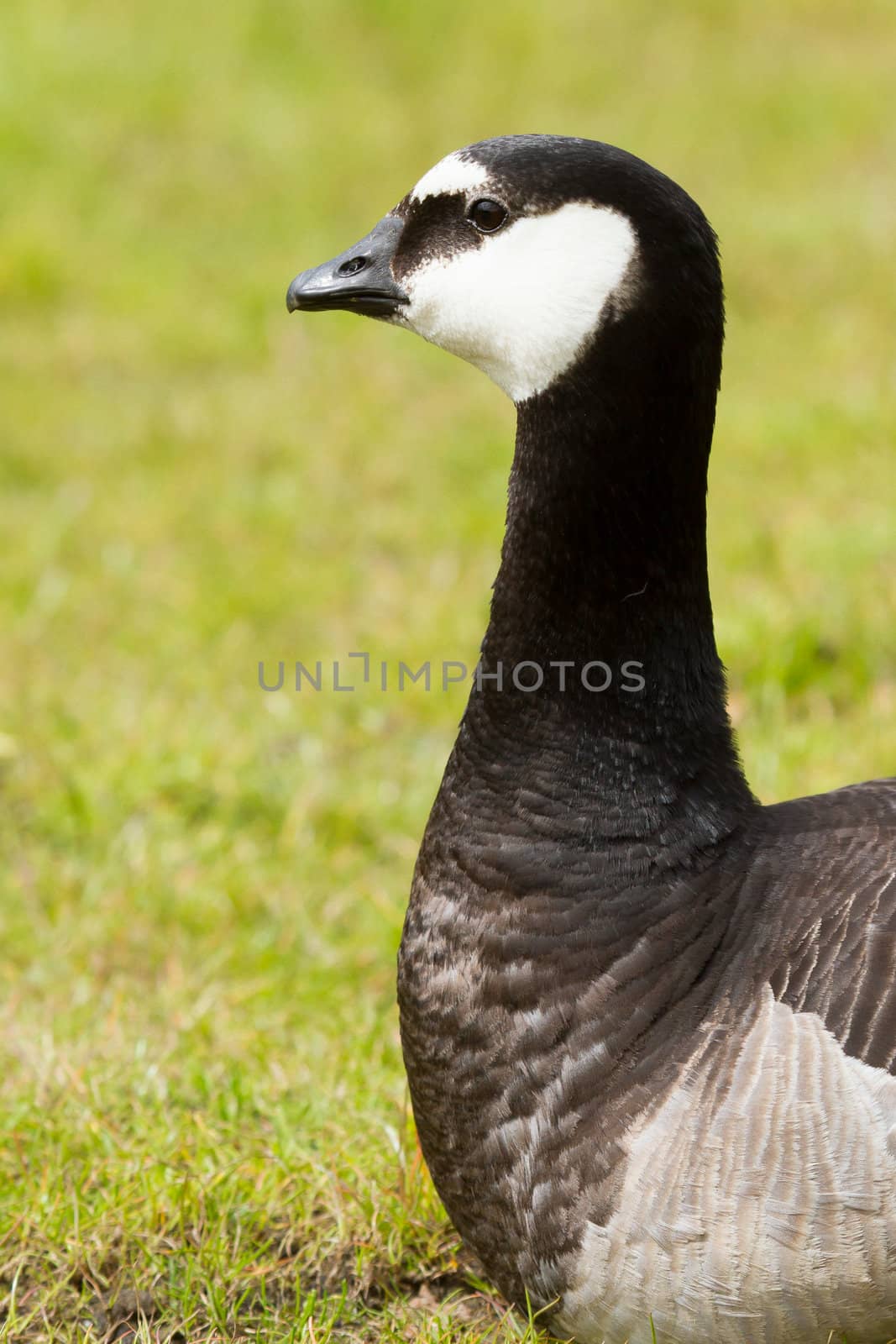 Close-up of a Barnacle Goose (Branta leucopsis) - the Netherlands