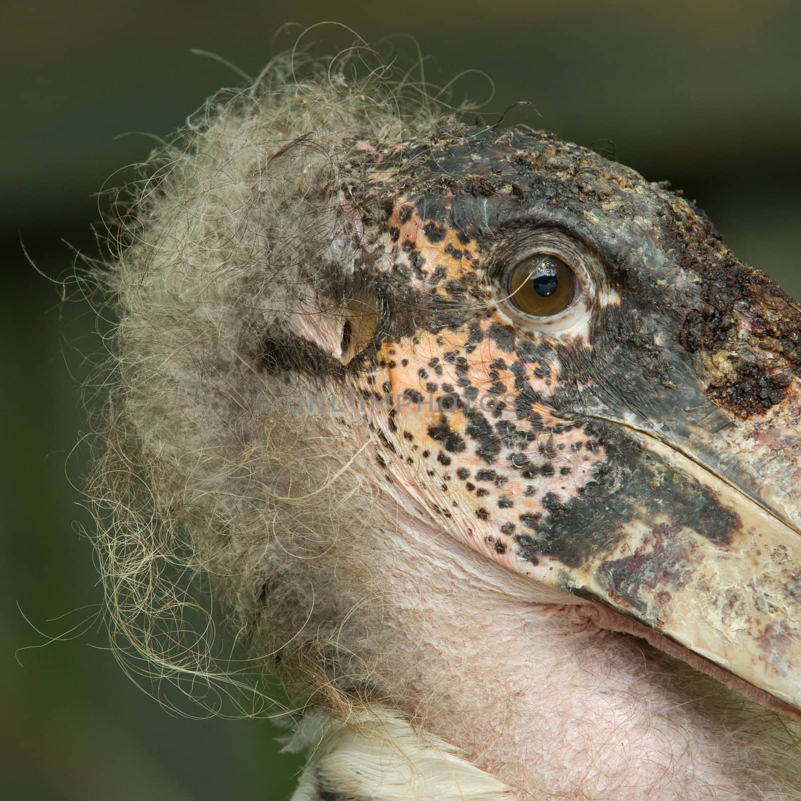 Extreme close-up of an marabu (Holland)