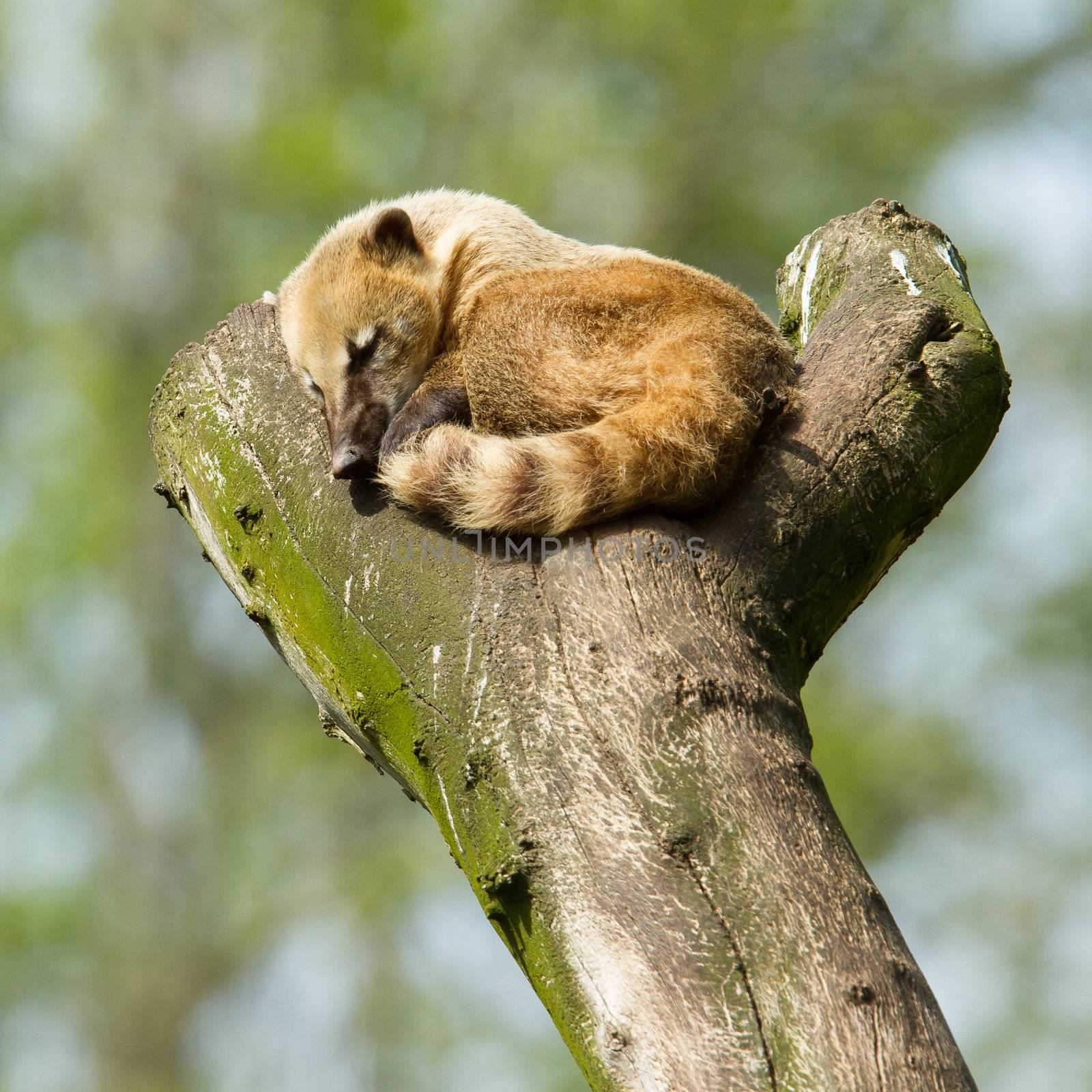 Sleeping coatimundi  by michaklootwijk