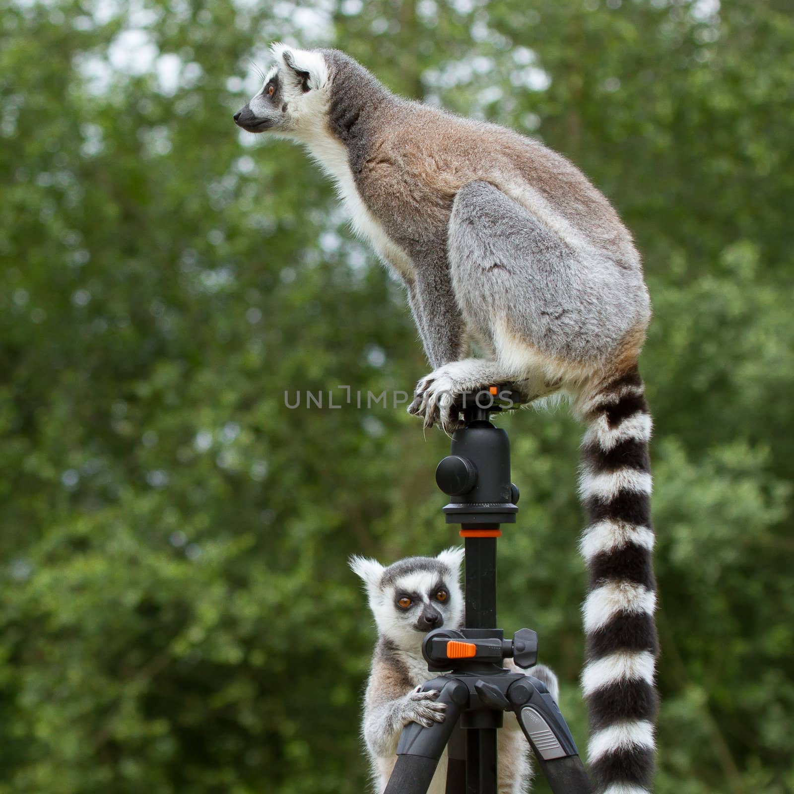 Ring-tailed lemur sitting on tripod by michaklootwijk