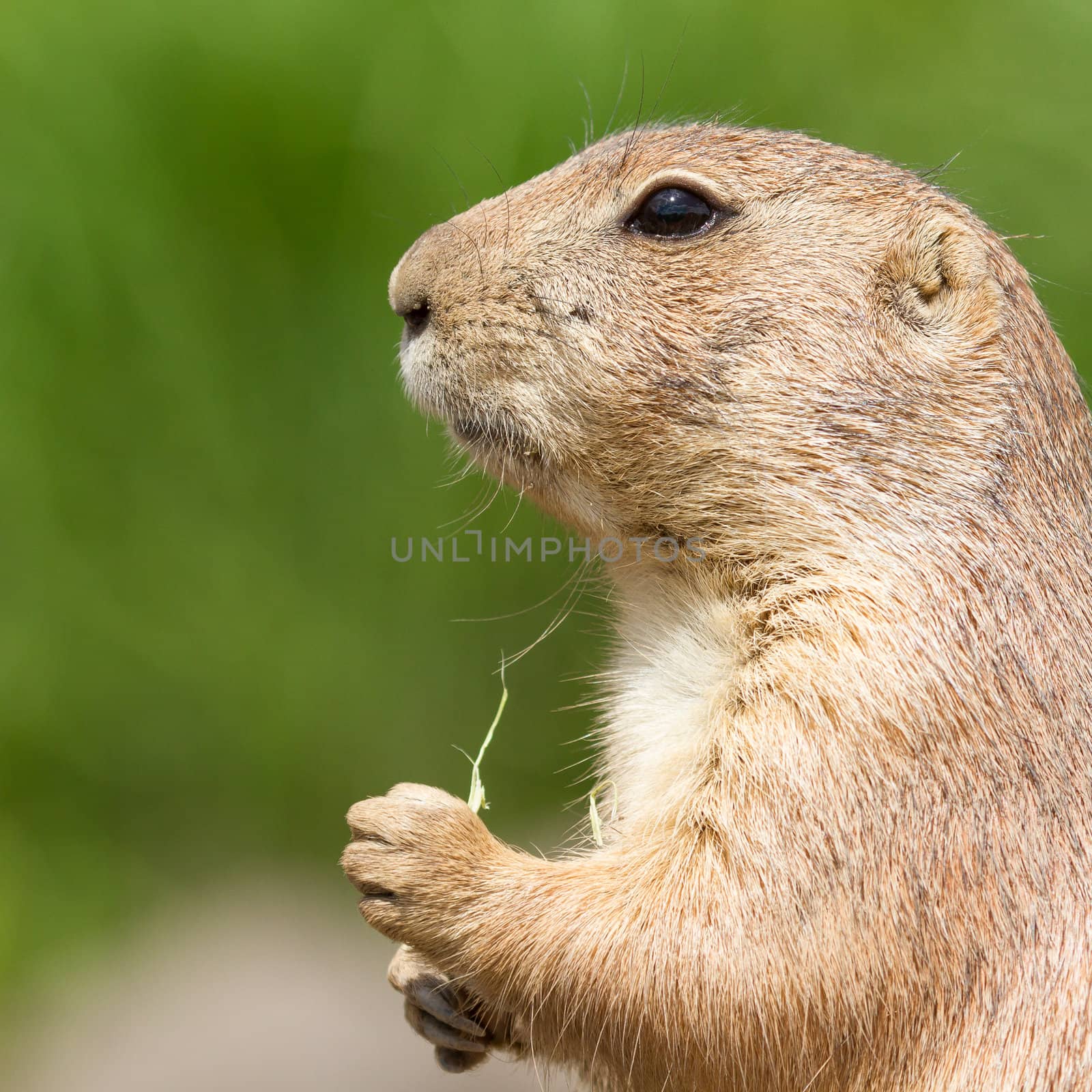 Cute prairie dog eating eating grass (Holland)