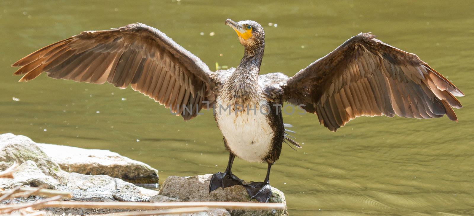 Cormorant drying it's wings by michaklootwijk