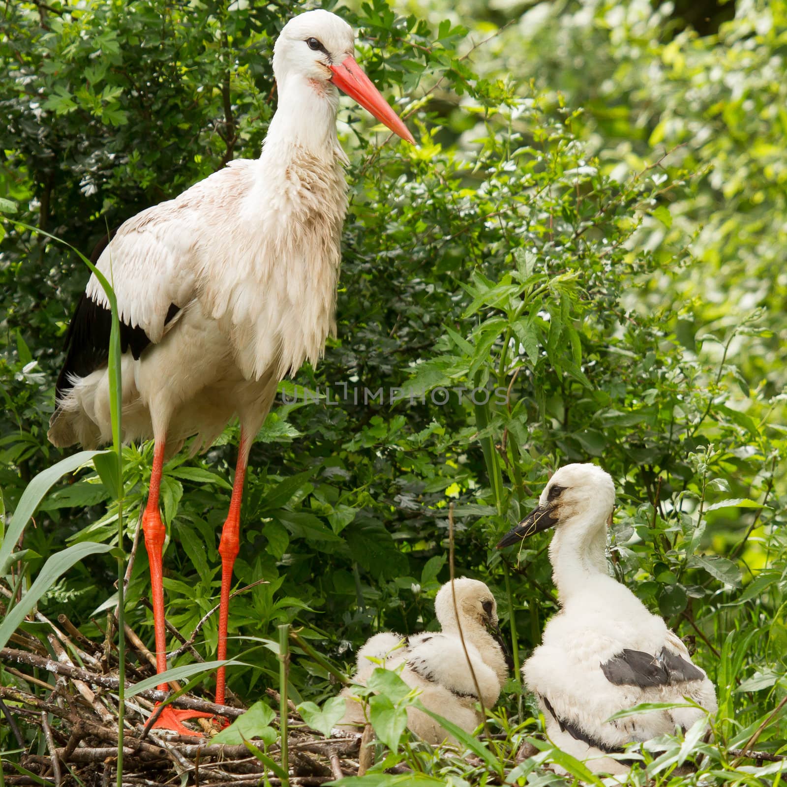 Stork with two chicks by michaklootwijk