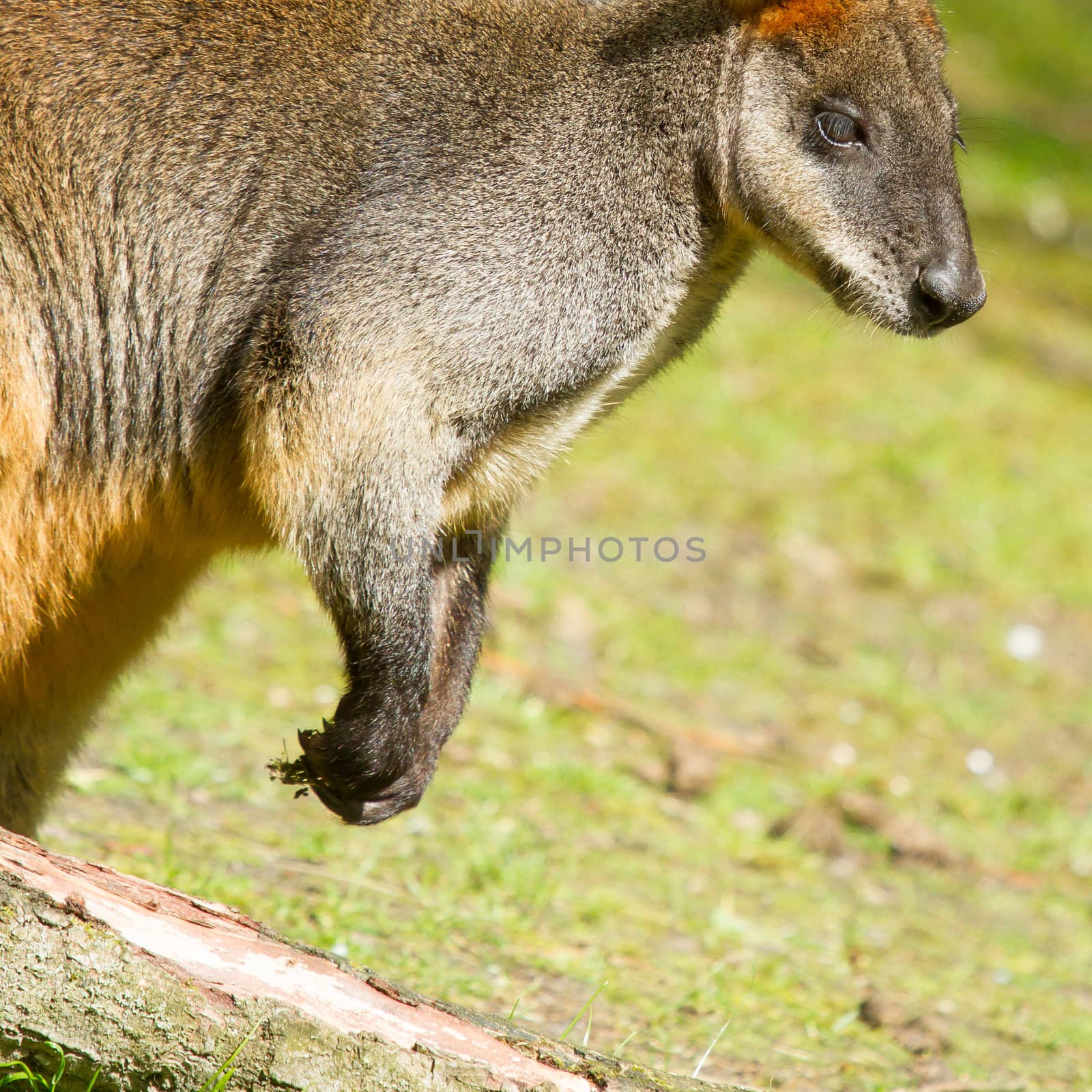 Close-up of a swamp wallaby in a dutch zoo