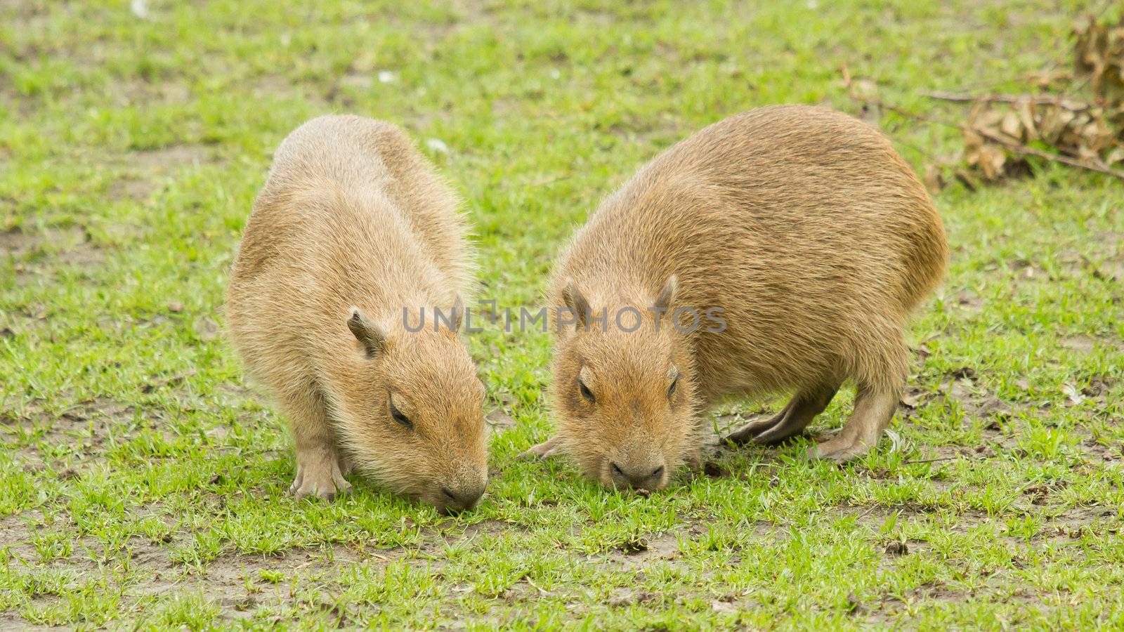 Capybara (Hydrochoerus hydrochaeris) grazed on a green lawn