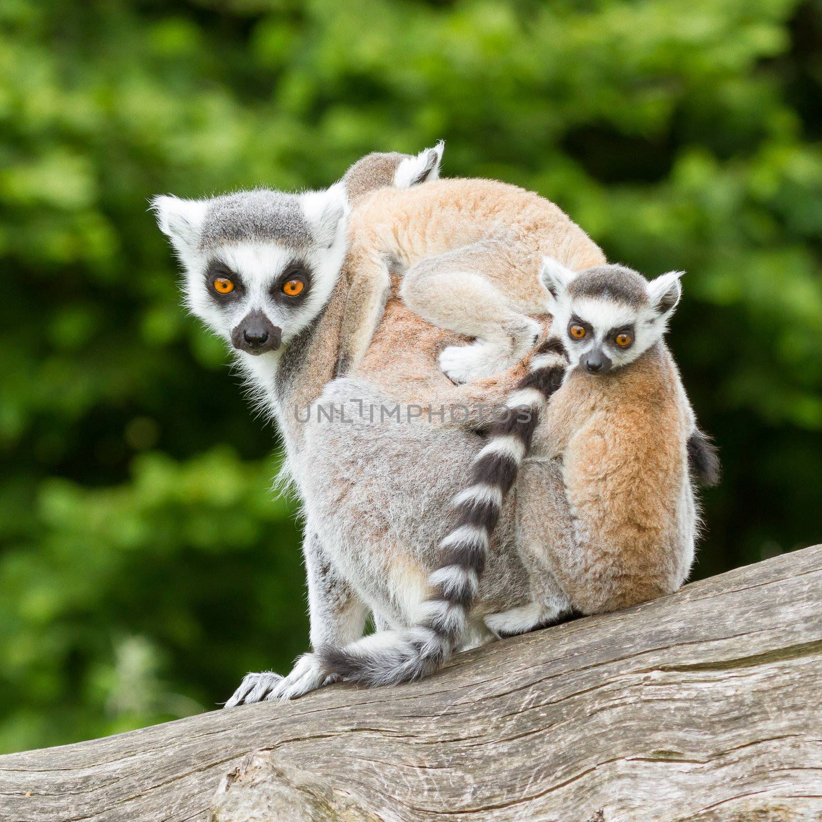 Ring-tailed lemur in captivity by michaklootwijk