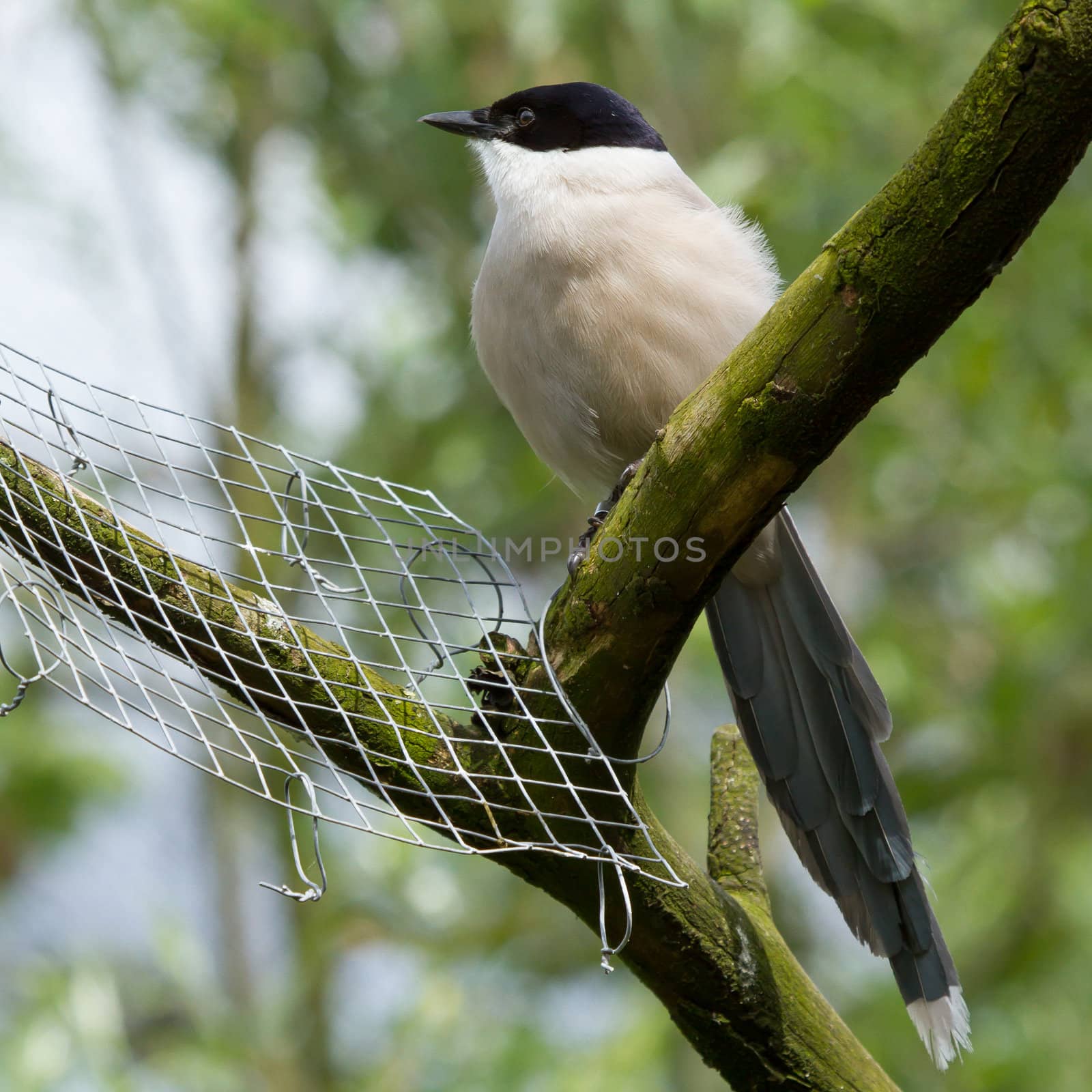 Northern Wheatear in a dutch zoo (captivity)