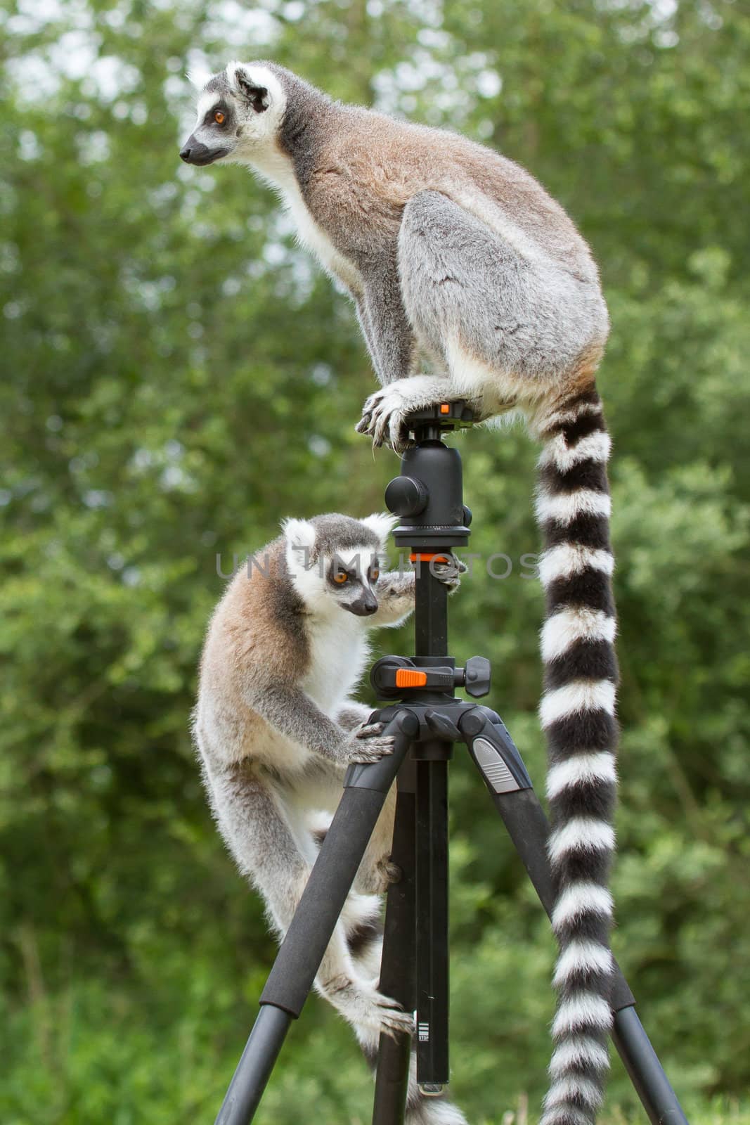 Ring-tailed lemurs in captivity, sitting on a photographers tripod