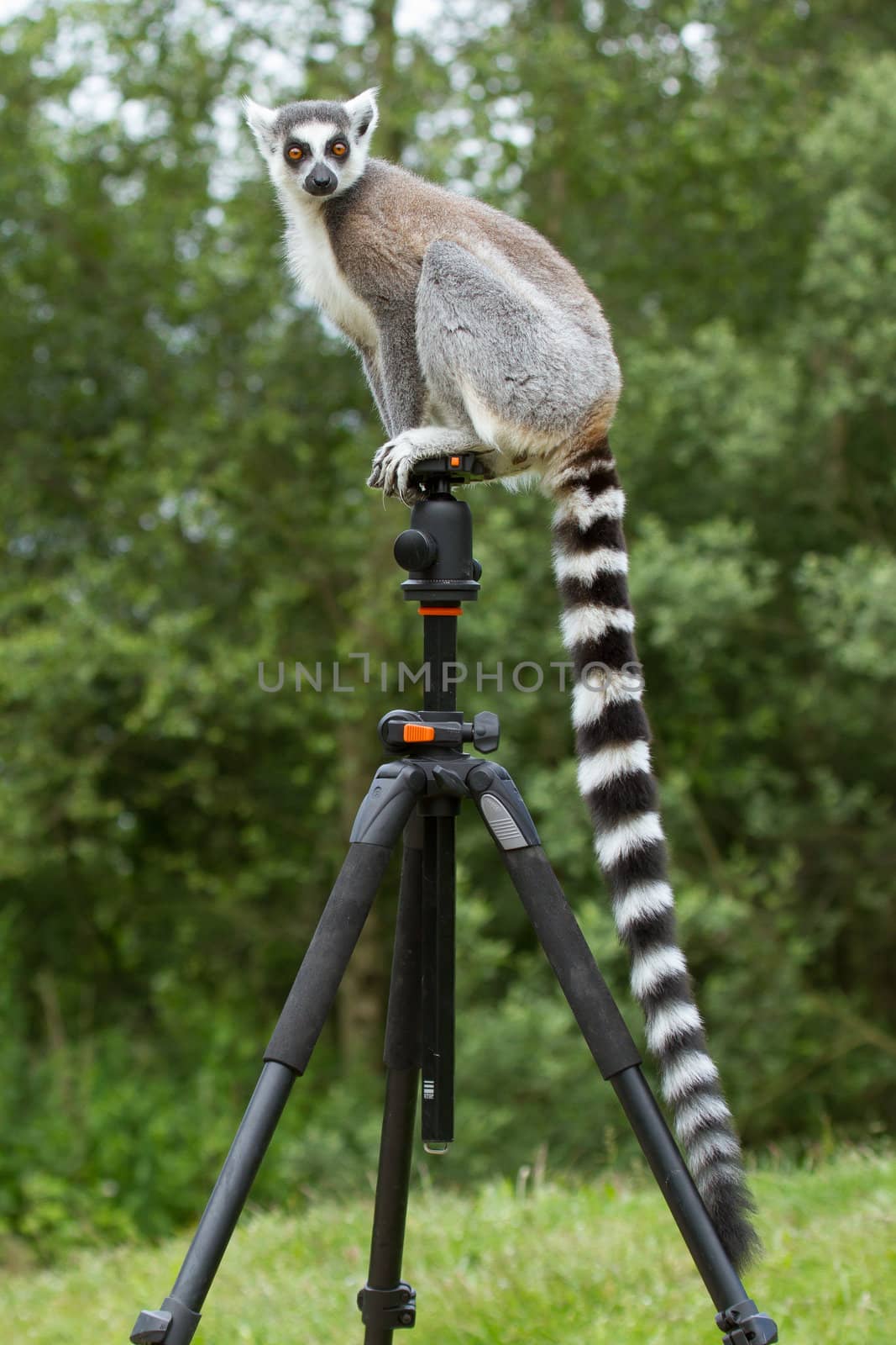 Ring-tailed lemur in captivity, sitting on a photographers tripod