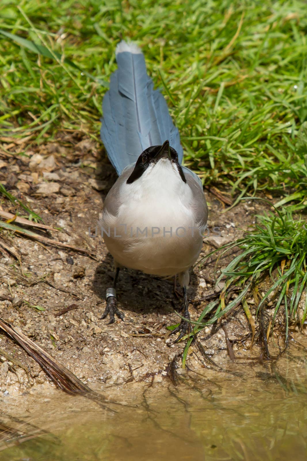 Northern Wheatear in a dutch zoo (captivity)