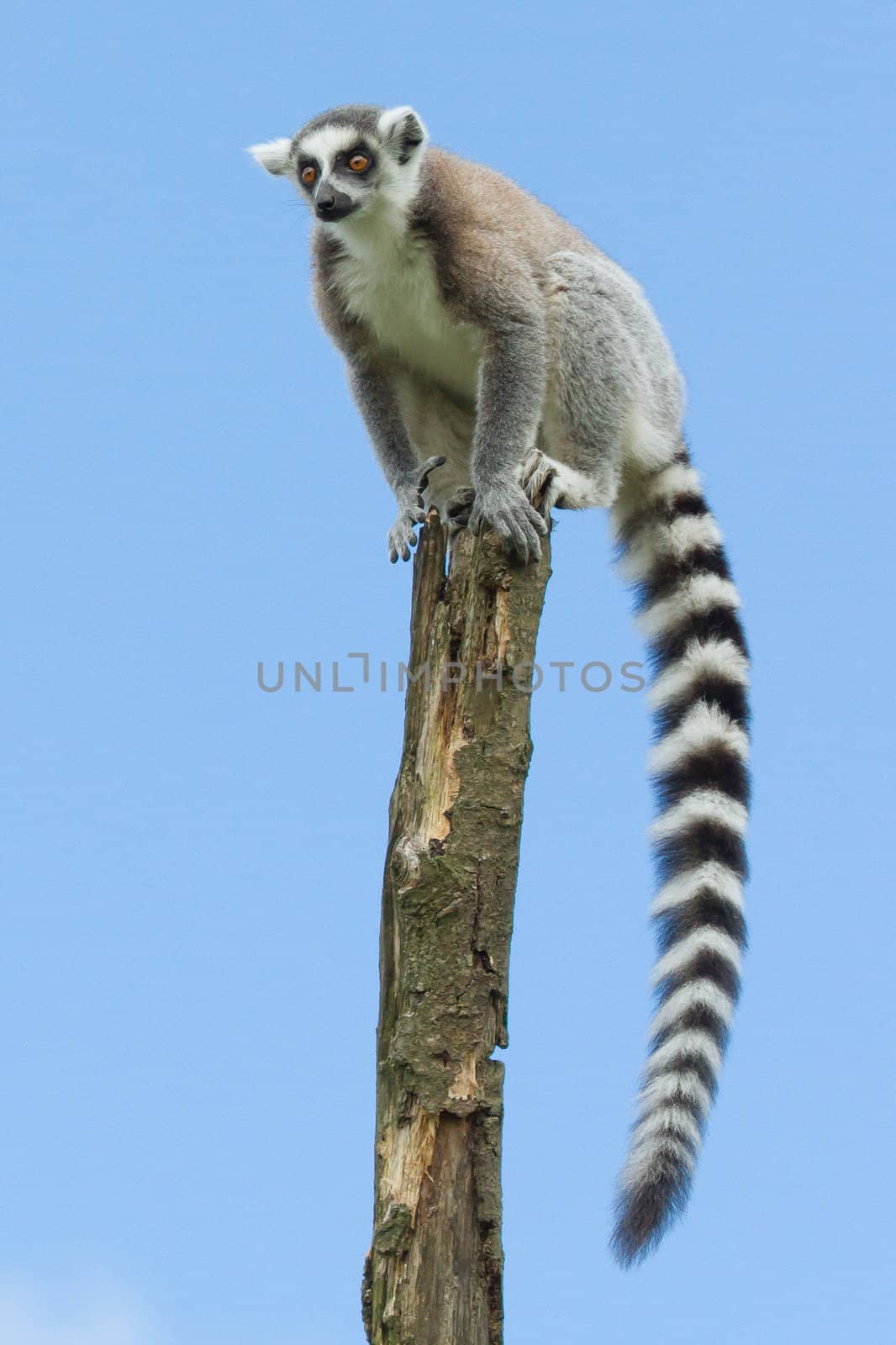 Ring-tailed lemur in a tree (zoo, Holland)