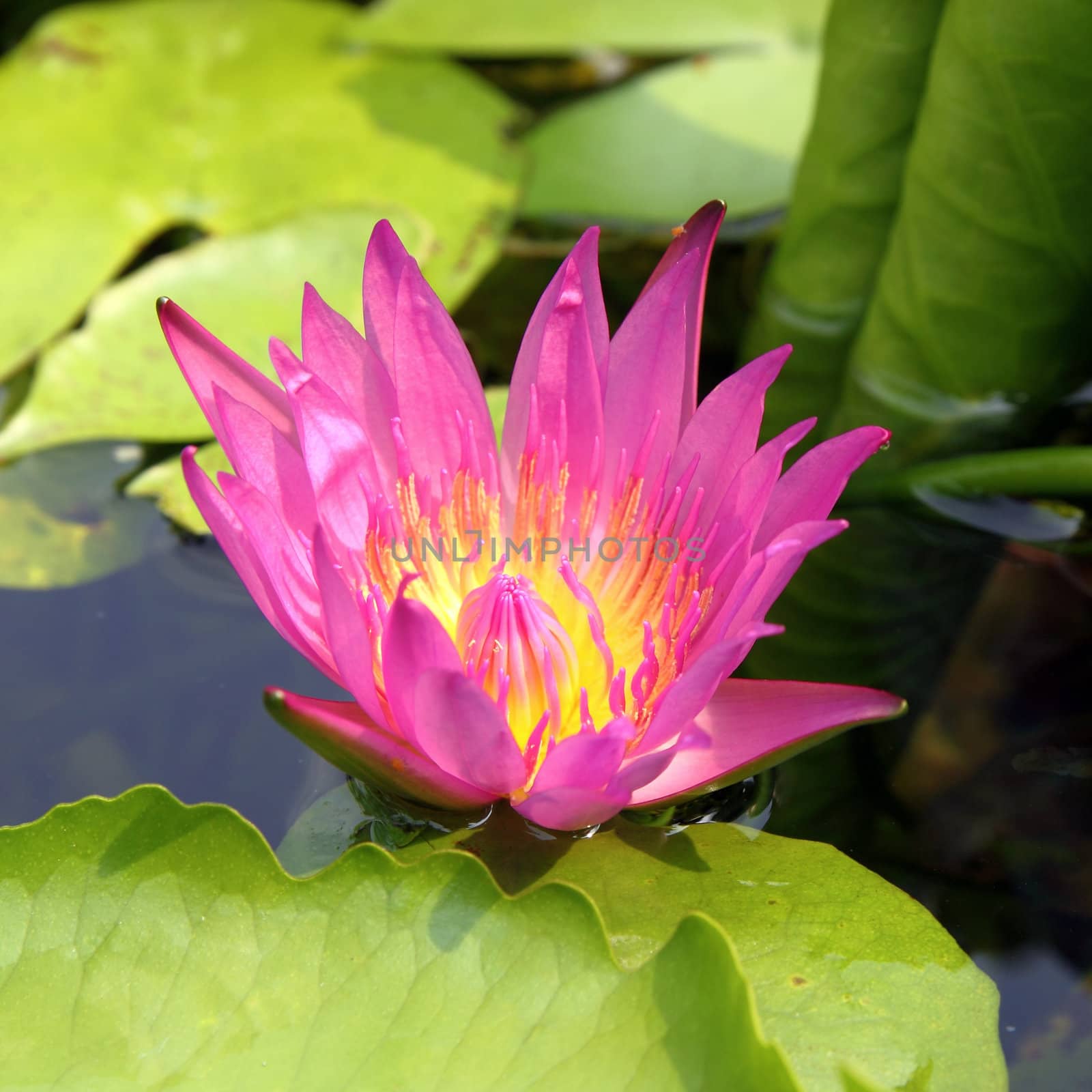 pink lotus flower blooming at summer by geargodz