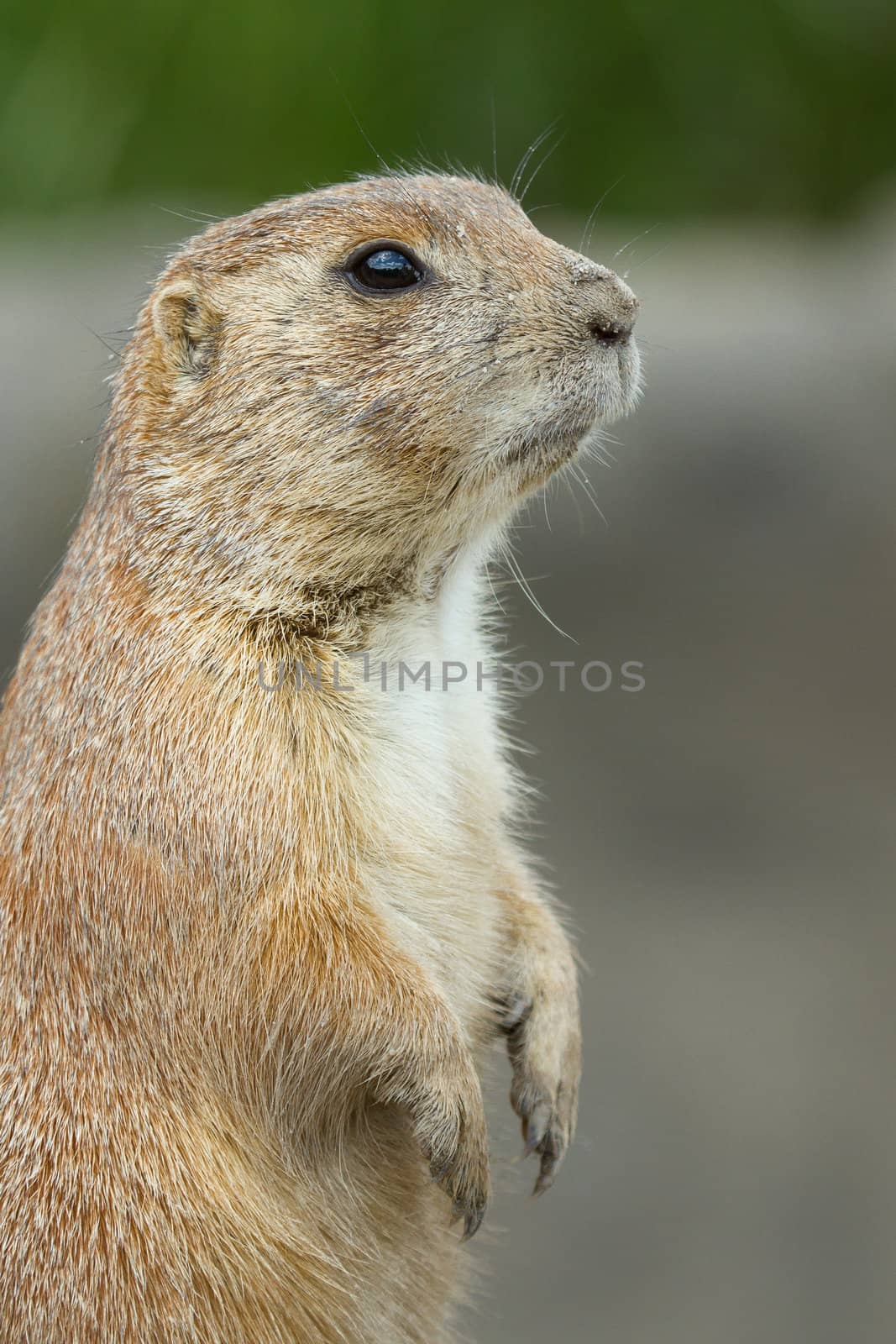 Close-up of a cute prairie dog(Holland)