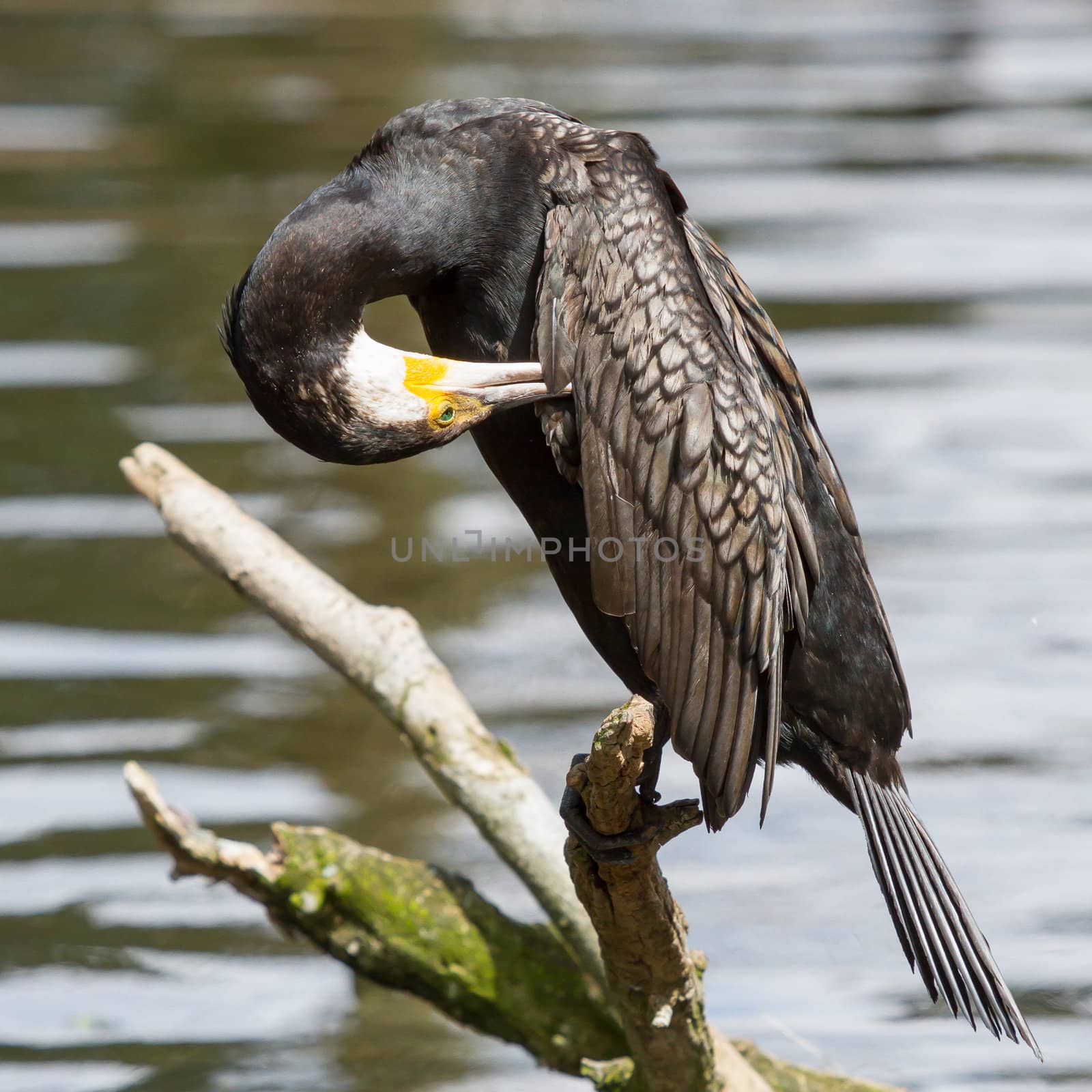 Cormorant in it's natural habitat (zoo, Holland)