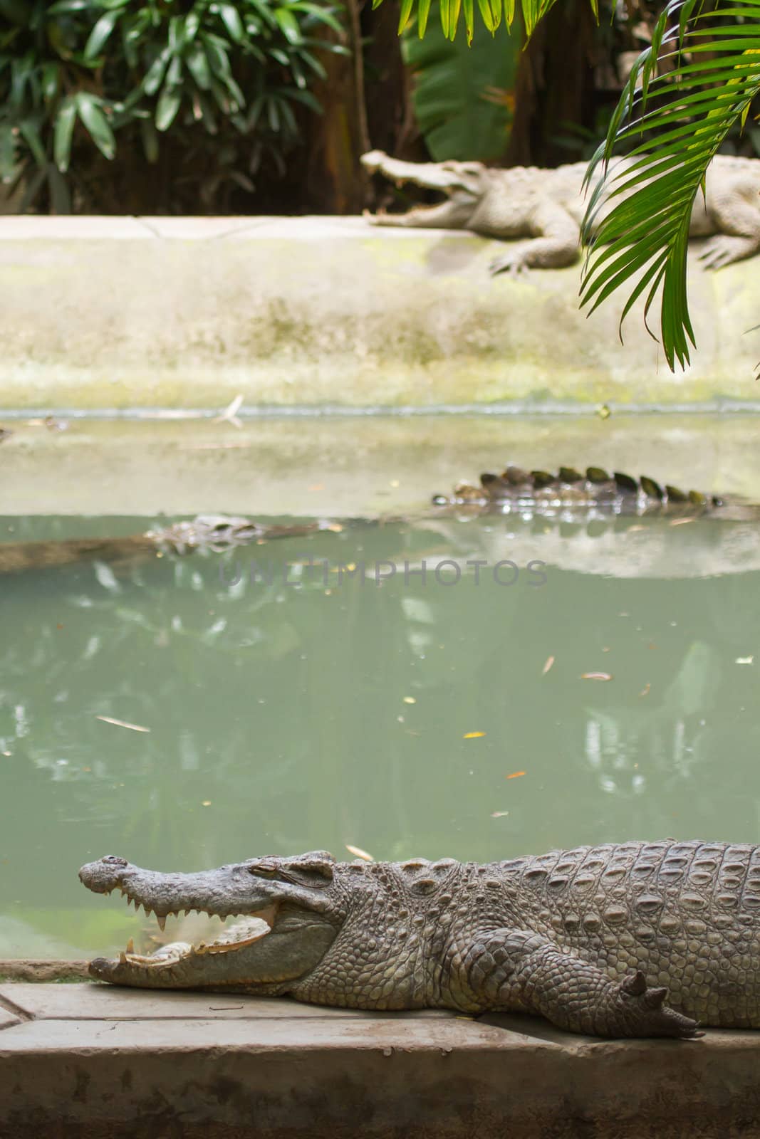 Crocodiles resting in the sun (zoo Saigon, Vietnam)