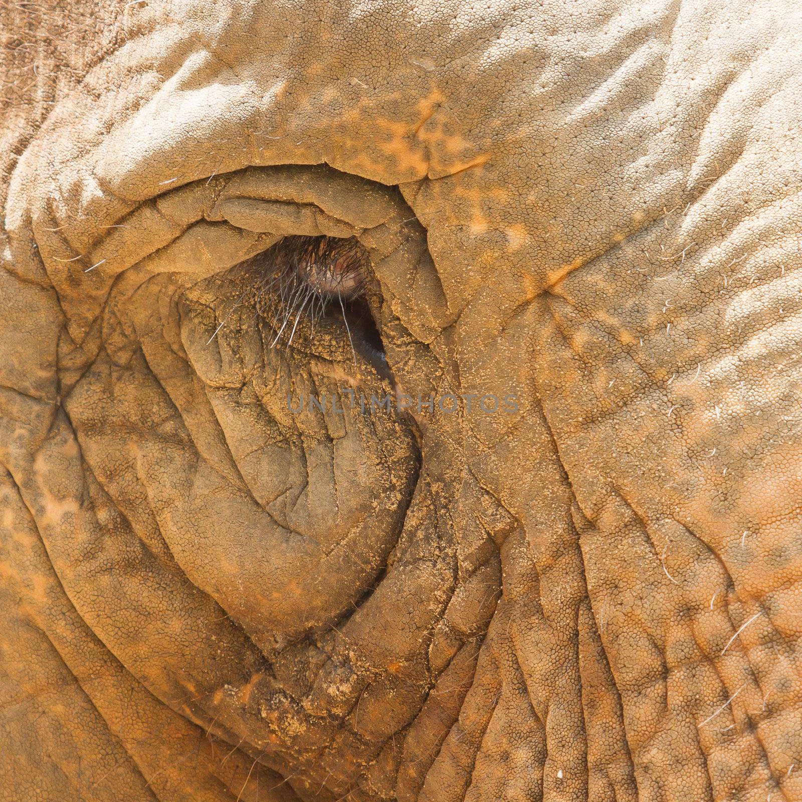Elephant eye detail, looking sad in a Vietnamese zoo (Saigon)